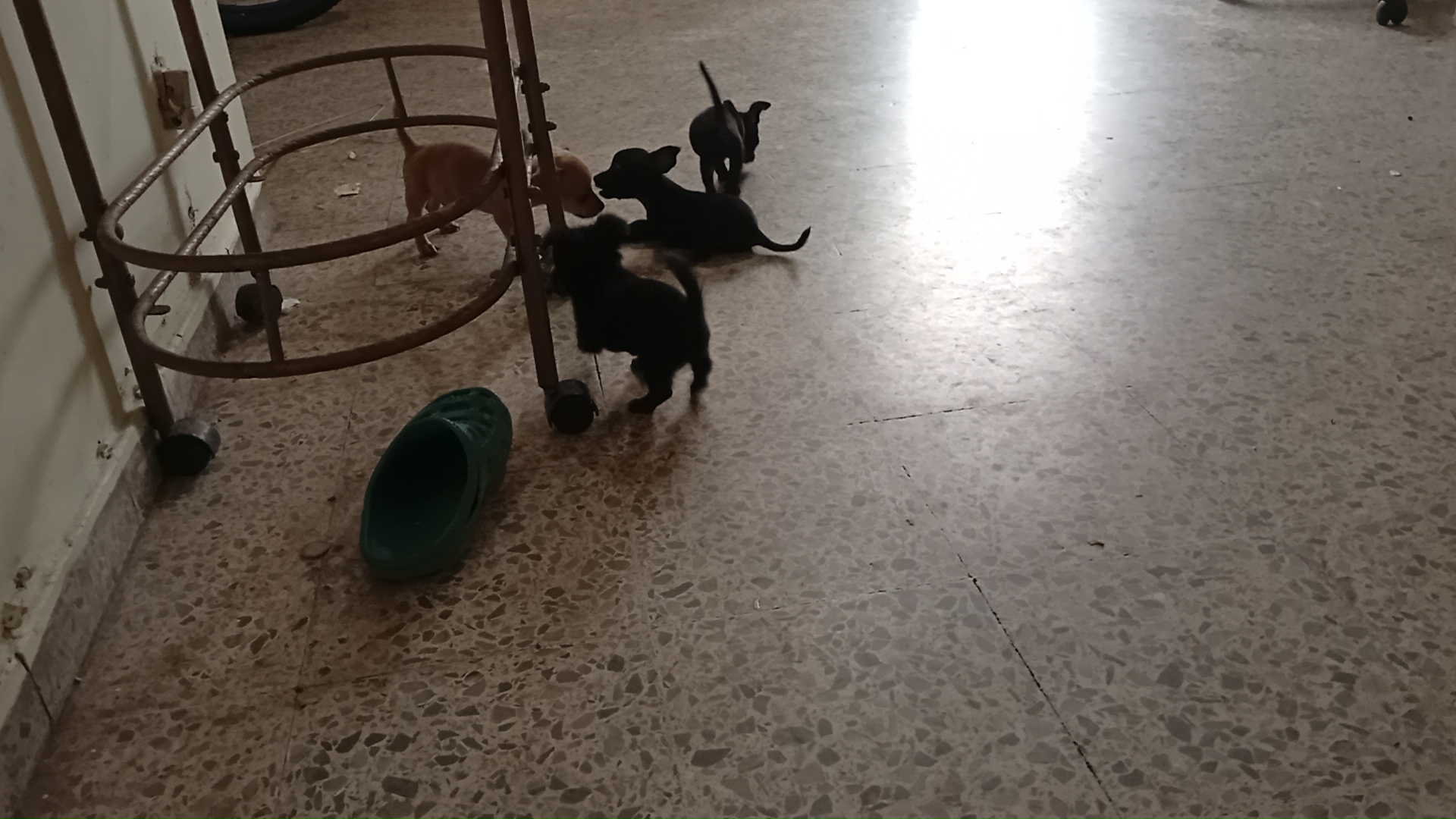 animales y mascotas - Chihuahuas  1