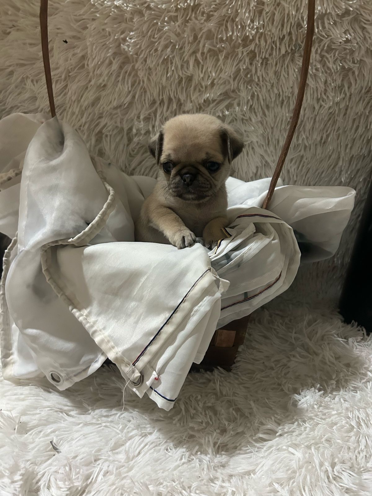 animales y mascotas - pug 1