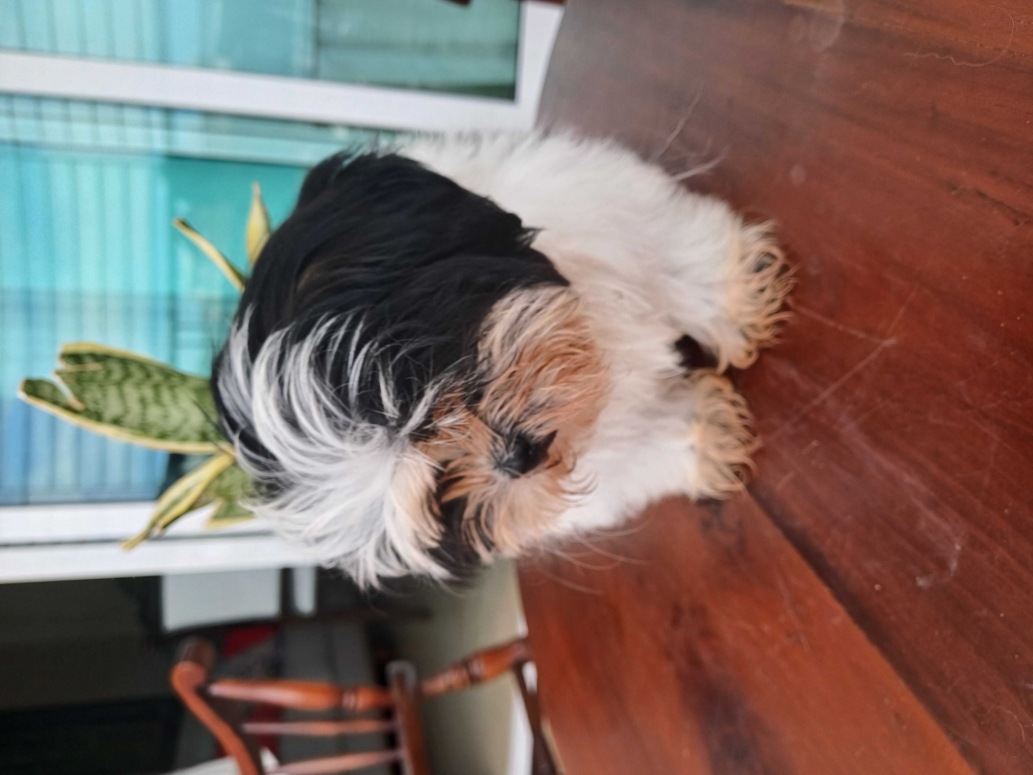 animales y mascotas - Cachorro Shih Tzu 8