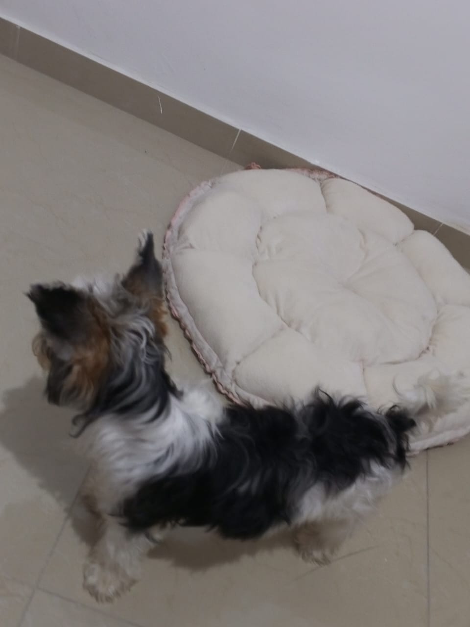animales y mascotas - Yorkie hembra de 7 meses pura blanca  con negro 4