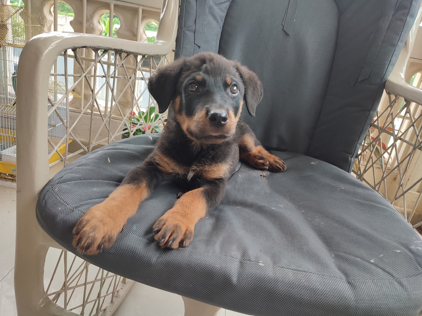 animales y mascotas - Cachorro Rottweiler  2