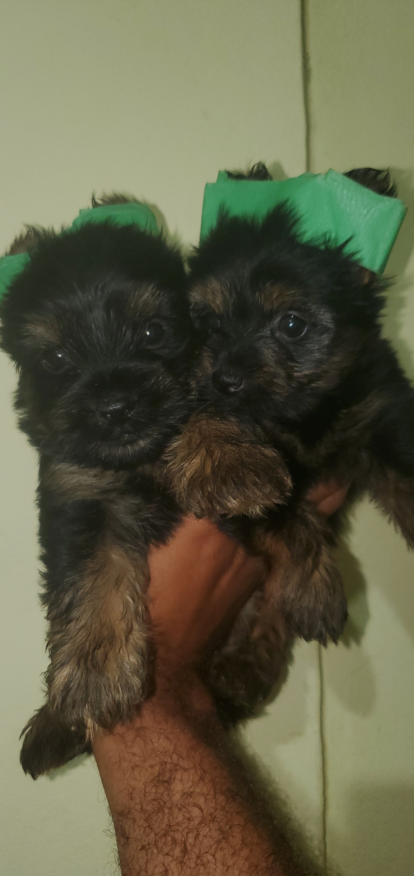 animales y mascotas - yorkie ambos sexo  1