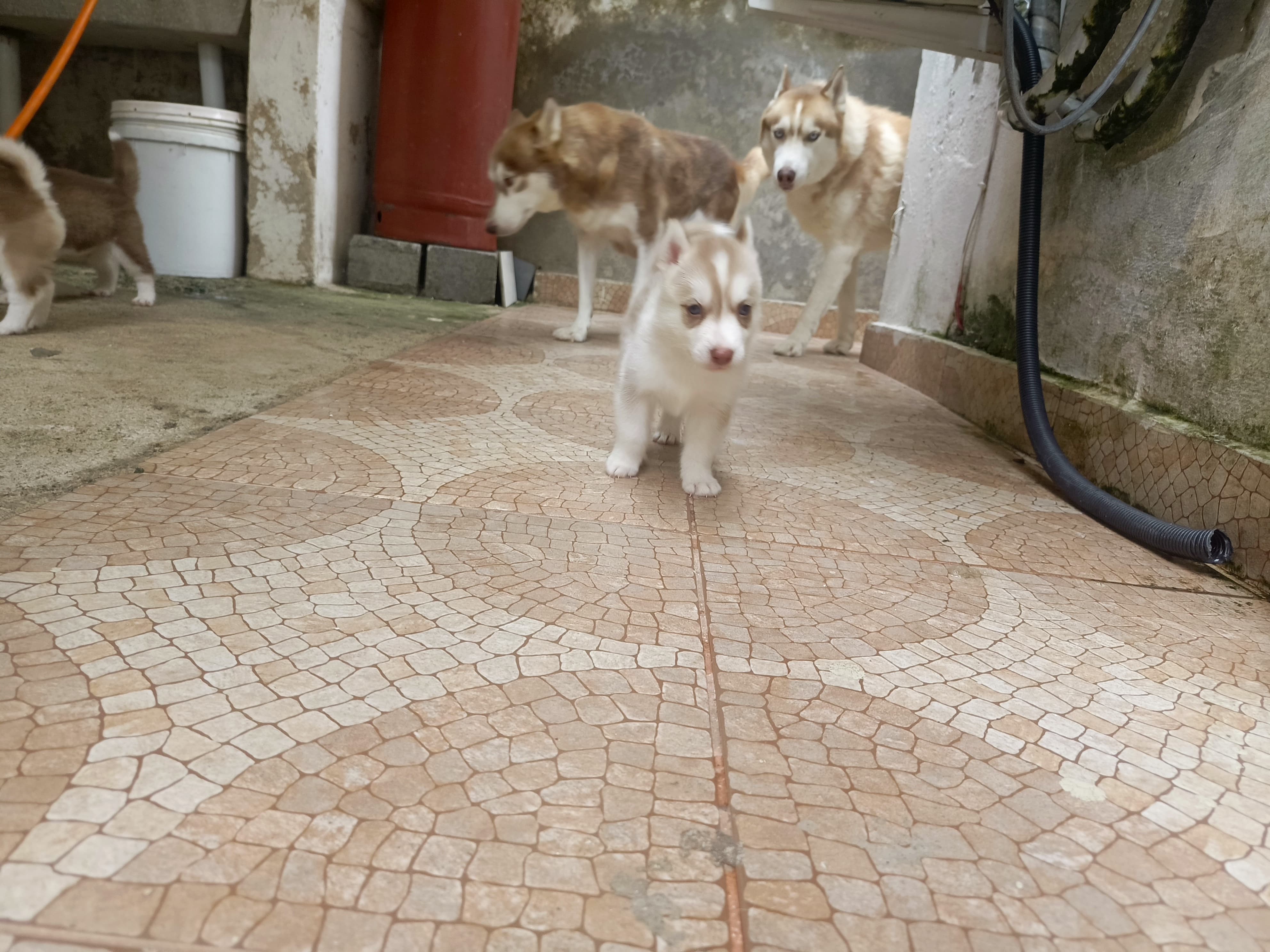 animales y mascotas - husky siberiano, oportunidad  4