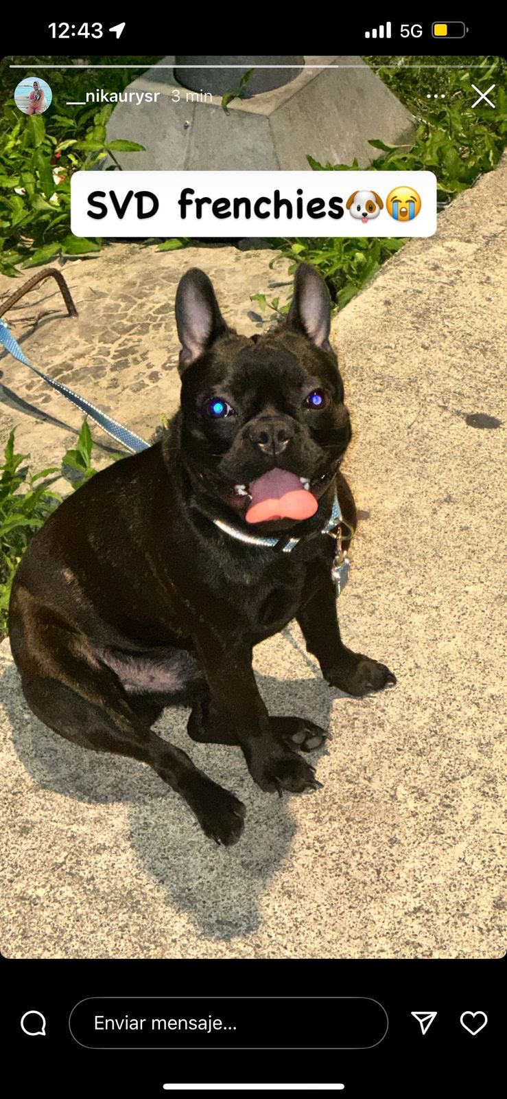 animales y mascotas - Se vende bulldog francés con un año de edad vacuna