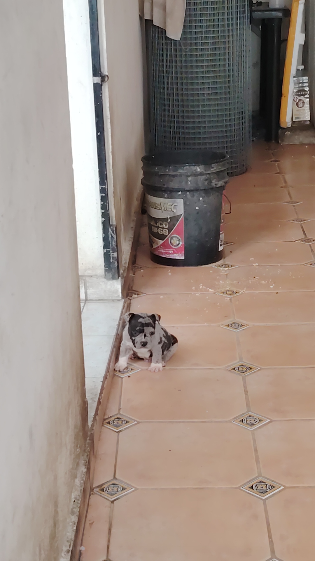 animales y mascotas - American bully el pero ideal para niños y adultos
