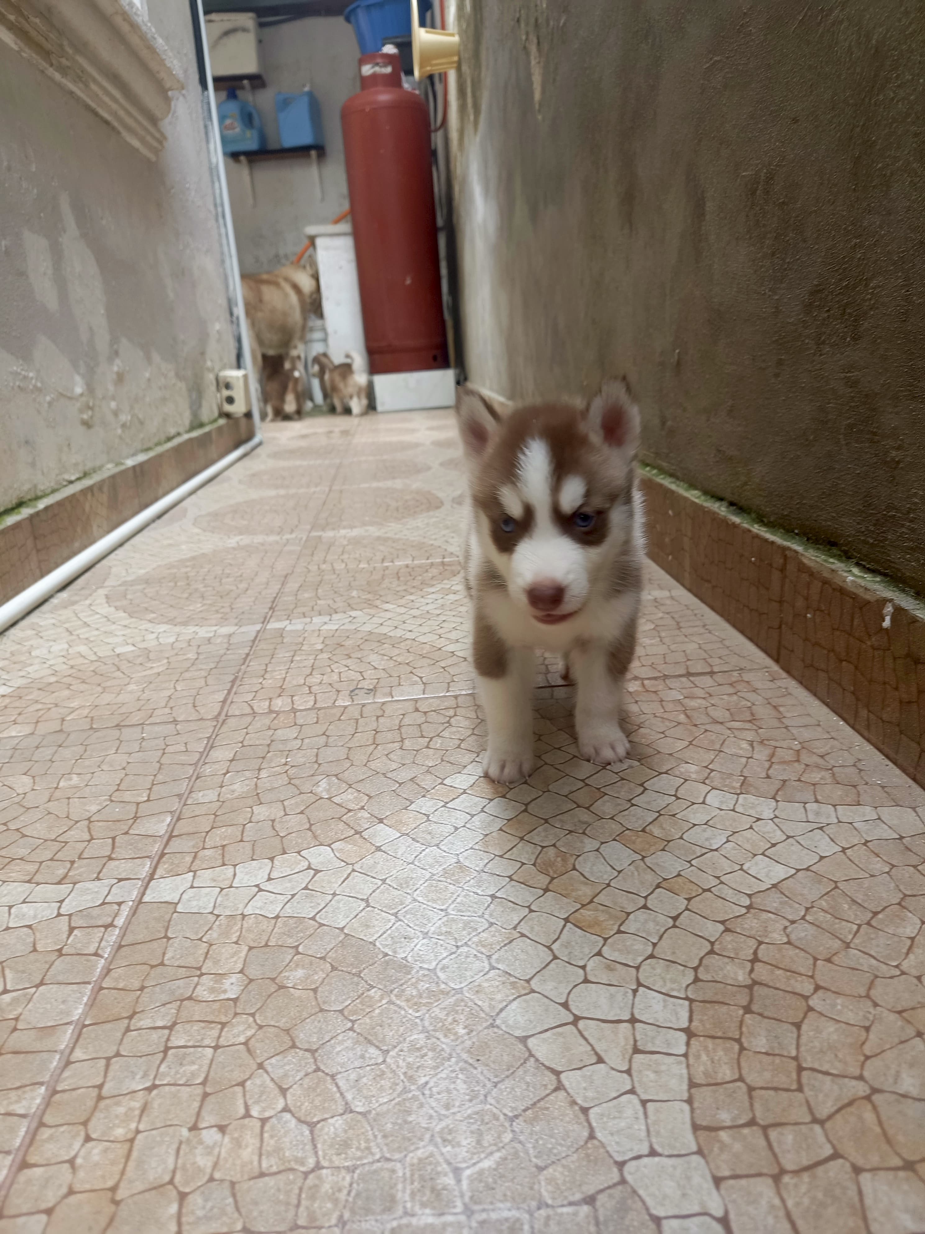 animales y mascotas - husky siberiano, oportunidad  5