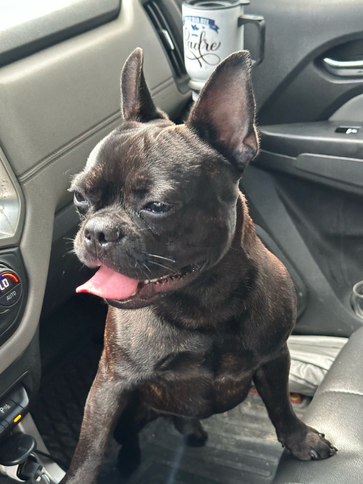 animales y mascotas - Se vende bulldog francés con un año de edad vacuna 1