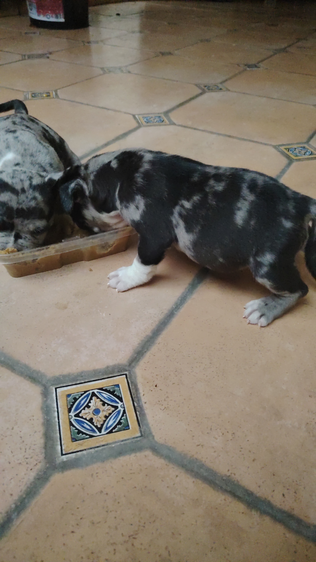animales y mascotas - American bully el pero ideal para niños y adultos 1