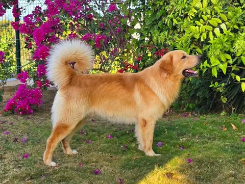 animales y mascotas - 🐾 ¡Buscamos familias para cachorros Hovawart 8