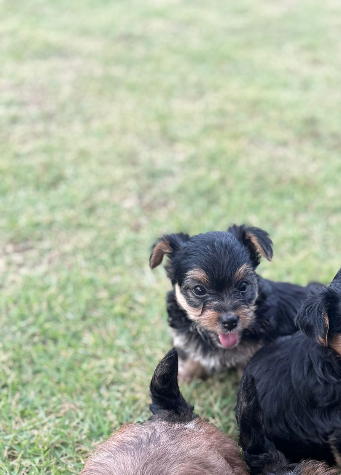 animales y mascotas - VENDO YORKIE TERRIER (2 unidades)  1