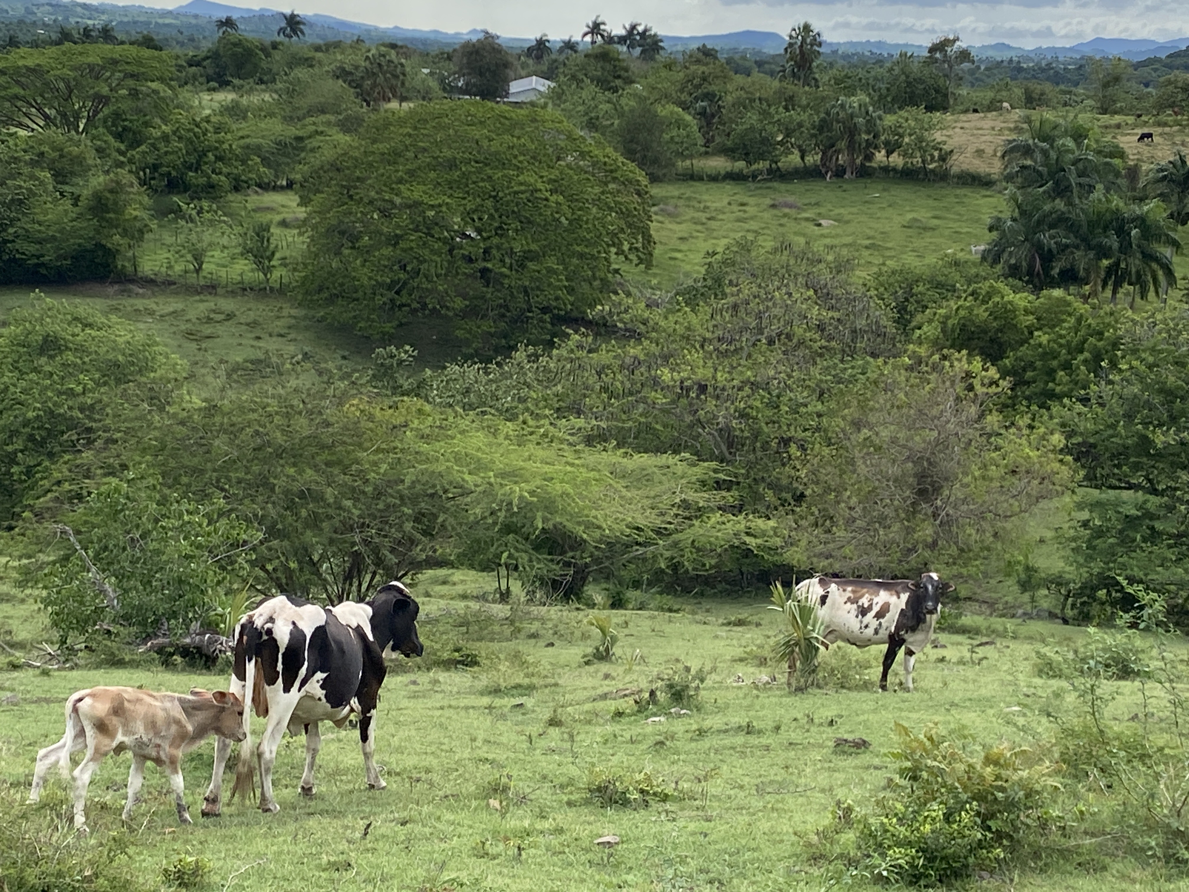 solares y terrenos - finca ganaderas en puerto plata  1