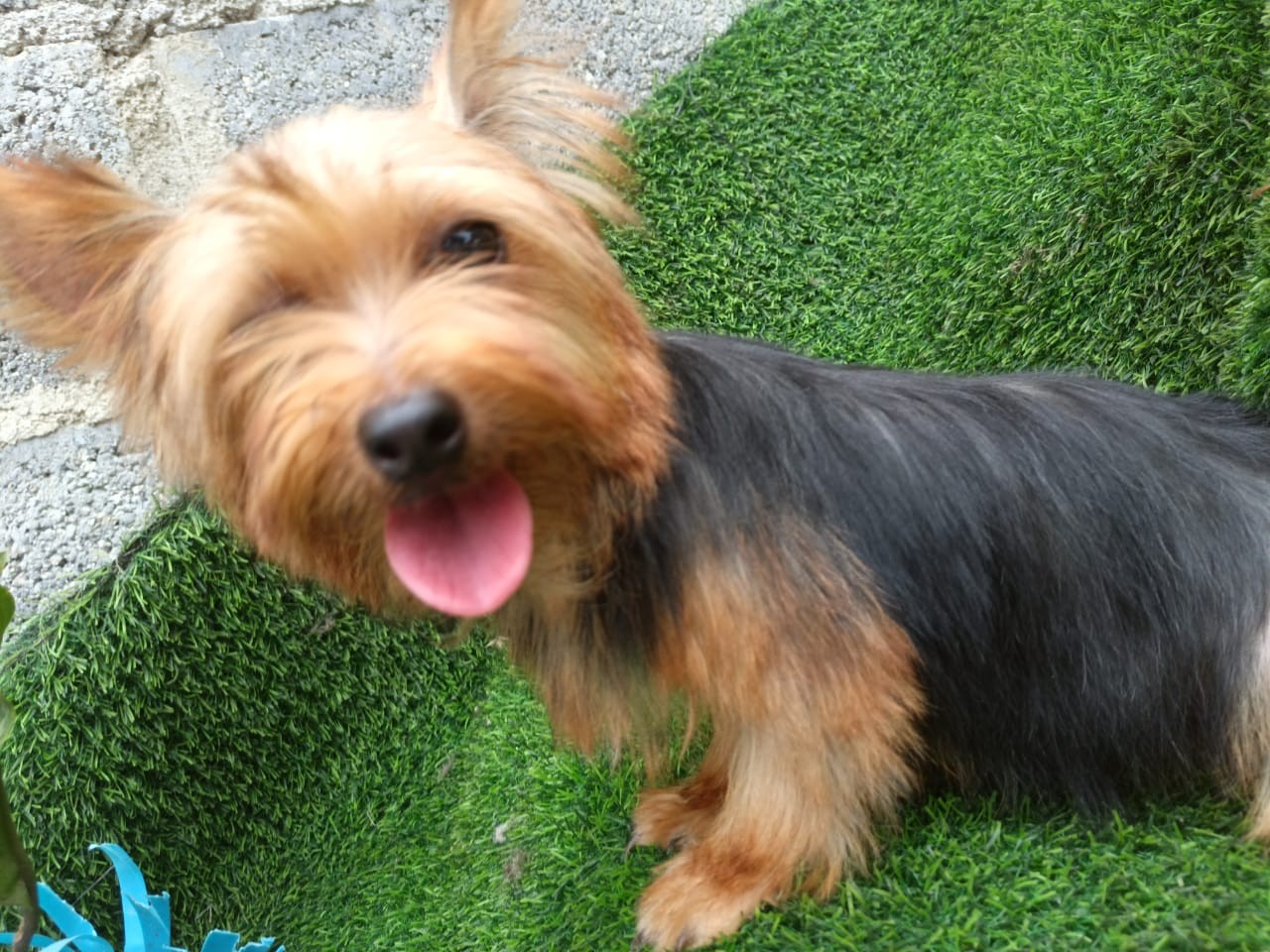 animales y mascotas - yorkies 2