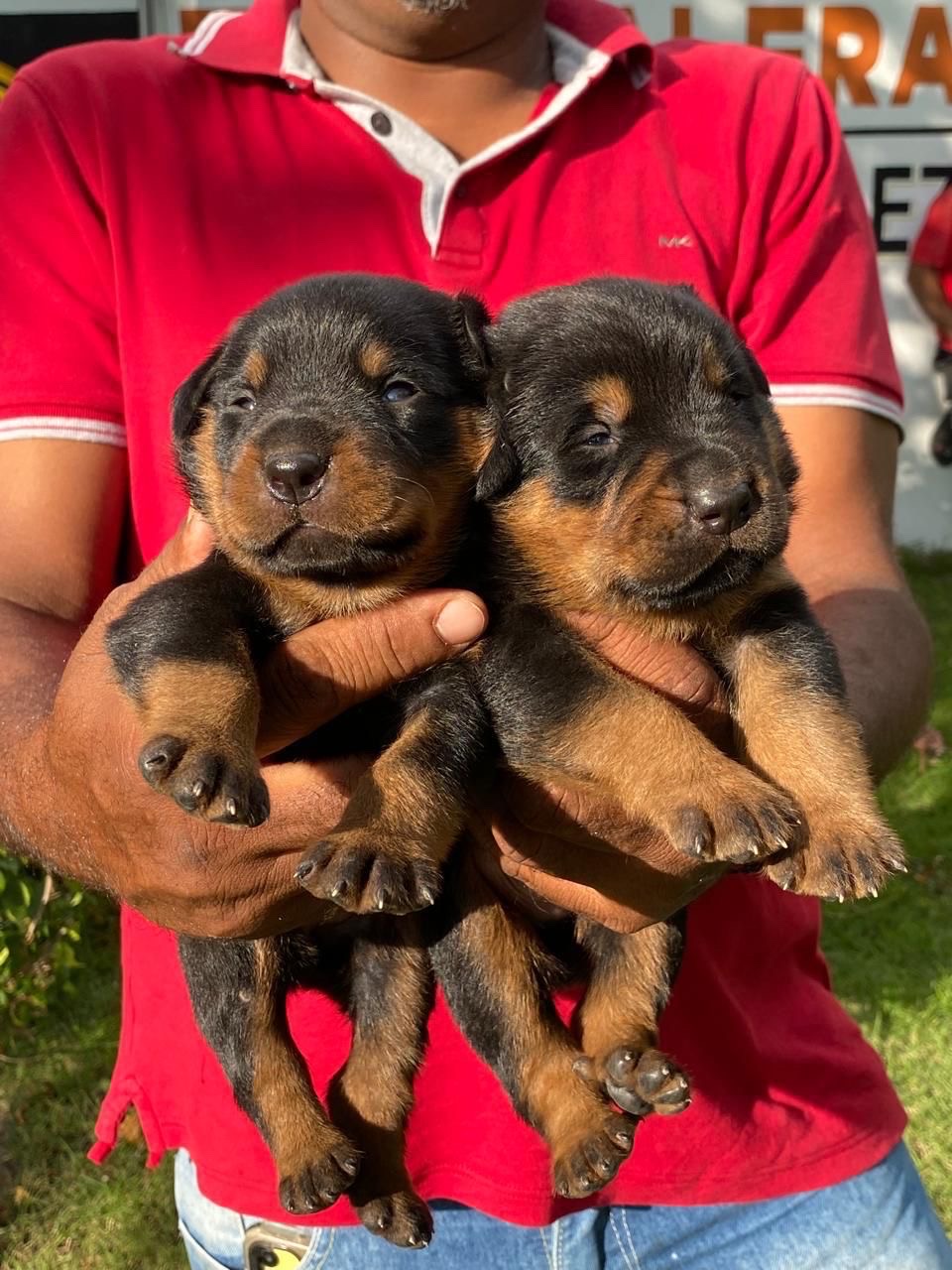 animales y mascotas - rottweiler
