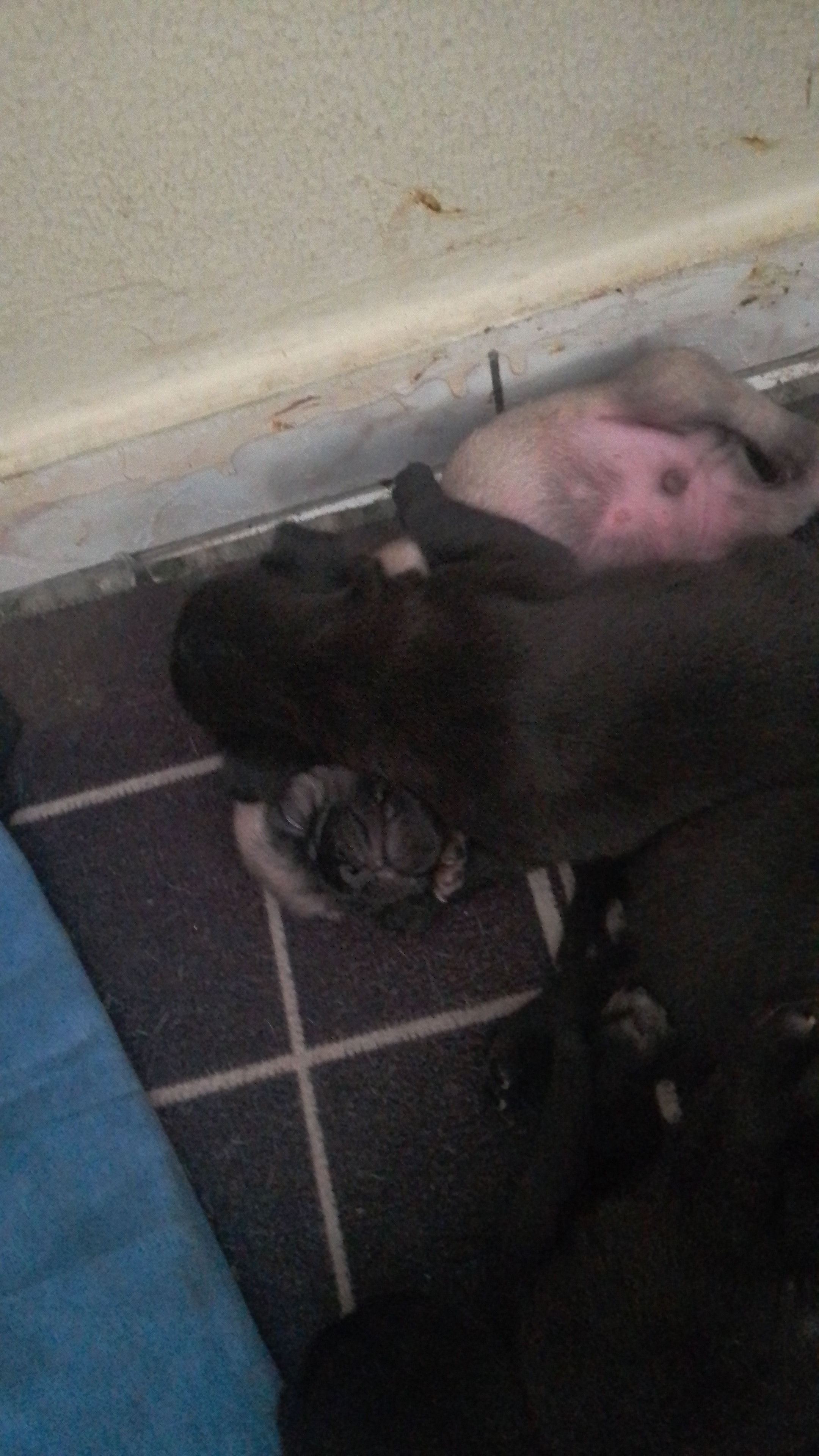 animales y mascotas - 🐾 ¡Hermosos Pug en Venta! 🐾 2