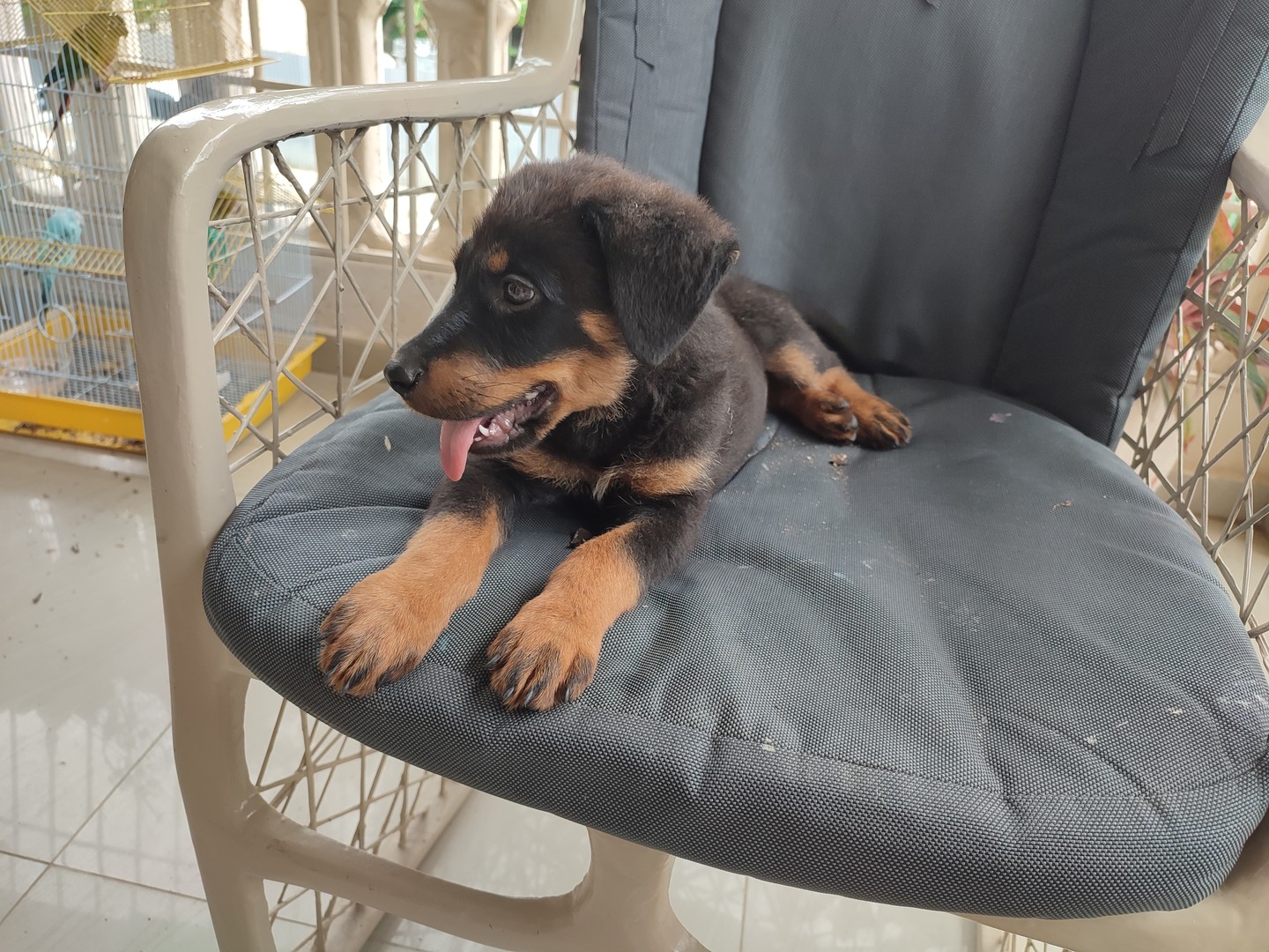 animales y mascotas - Cachorro Rottweiler  4