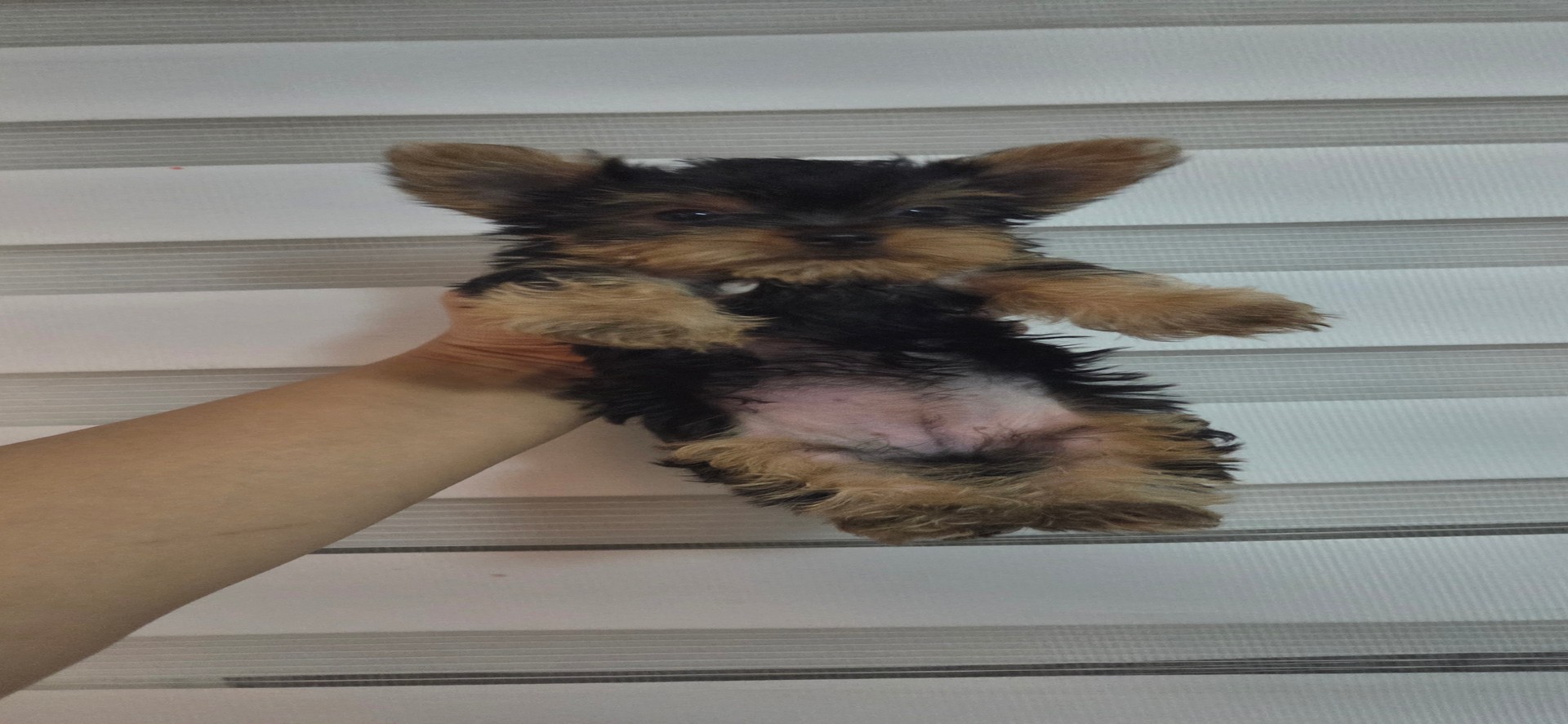 animales y mascotas - Cachorros yorkie 1