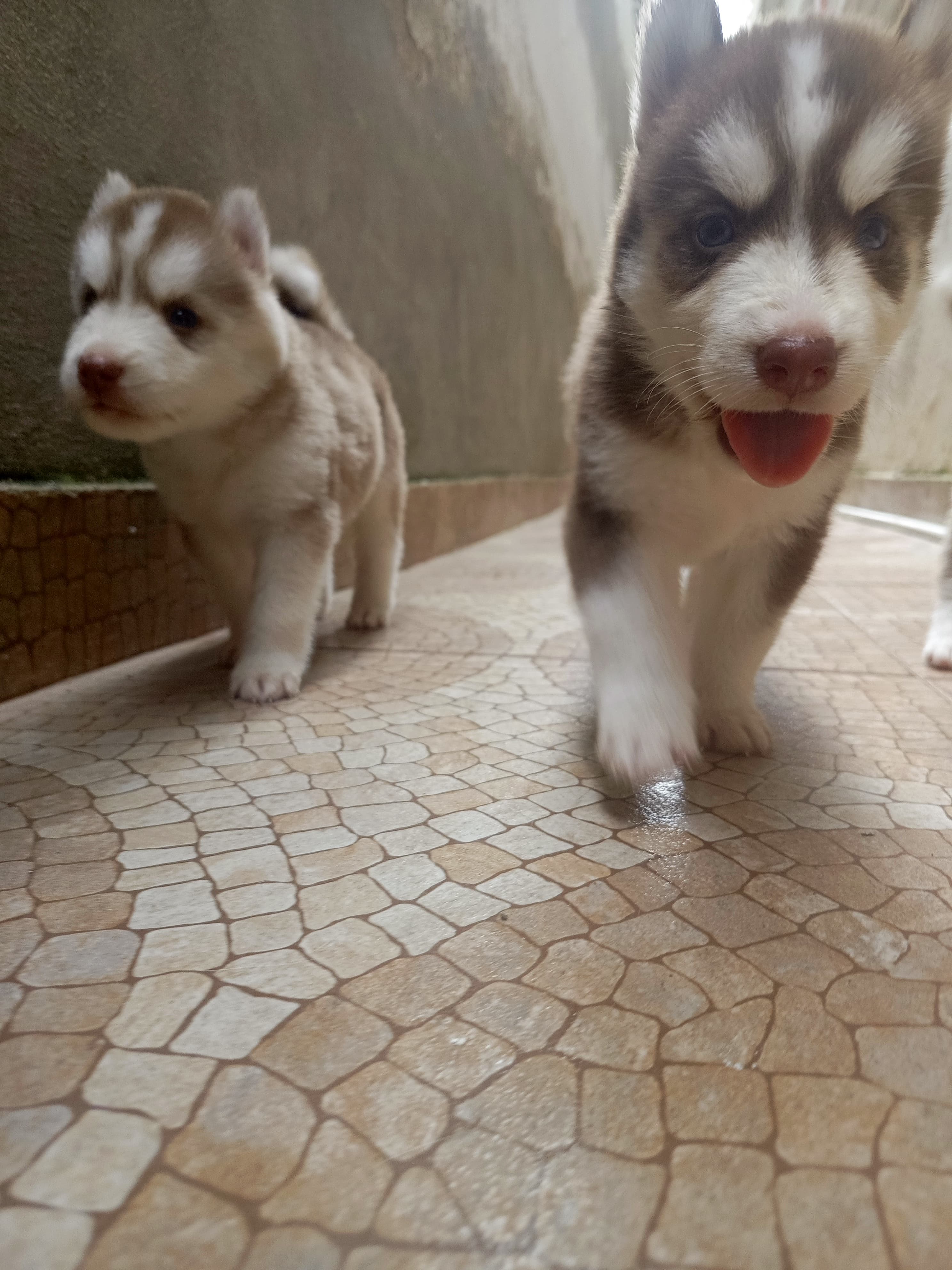 animales y mascotas - husky siberiano, oportunidad  6