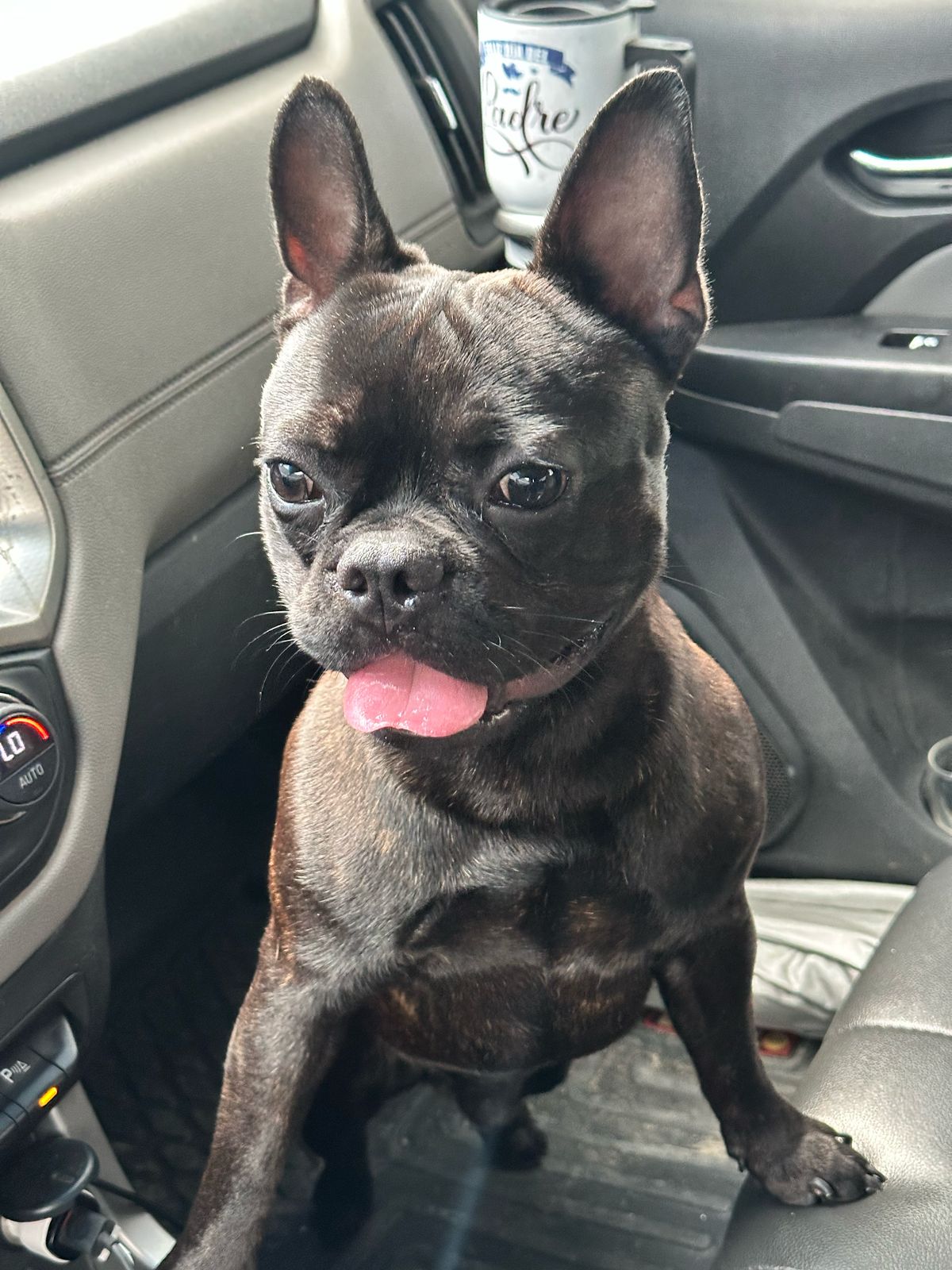 animales y mascotas - Se vende bulldog francés con un año de edad vacuna 2