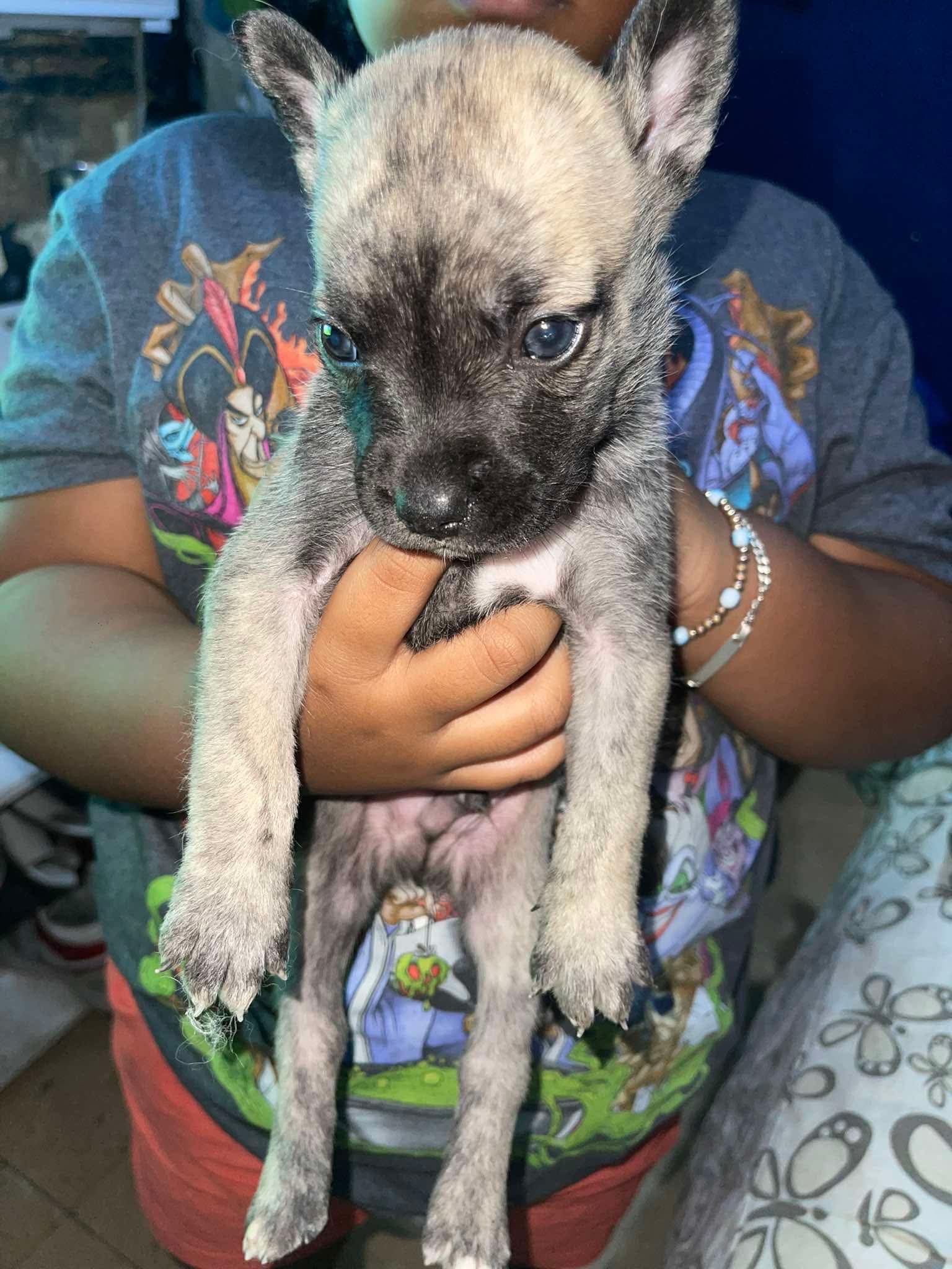 animales y mascotas - escríbanme a este número  4