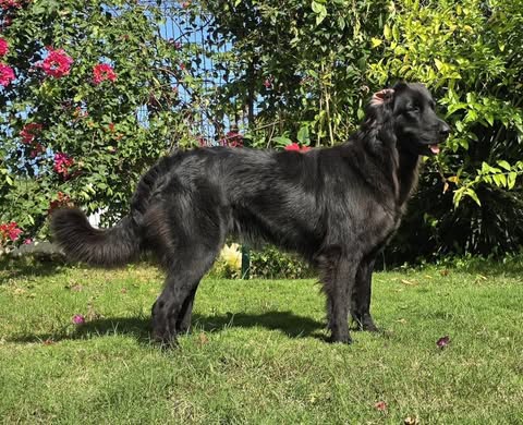 animales y mascotas - 🐾 ¡Buscamos familias para cachorros Hovawart 9