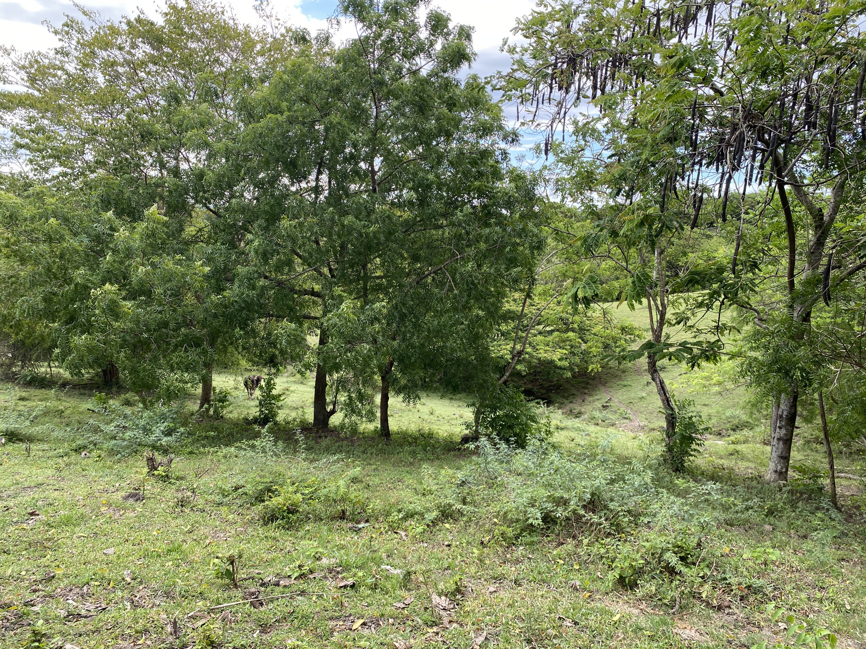solares y terrenos - finca ganaderas en puerto plata  2