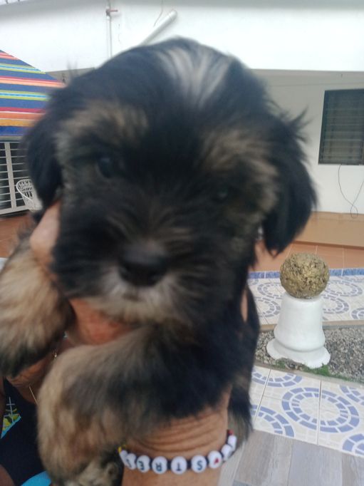 animales y mascotas - Morki Chachorros 4