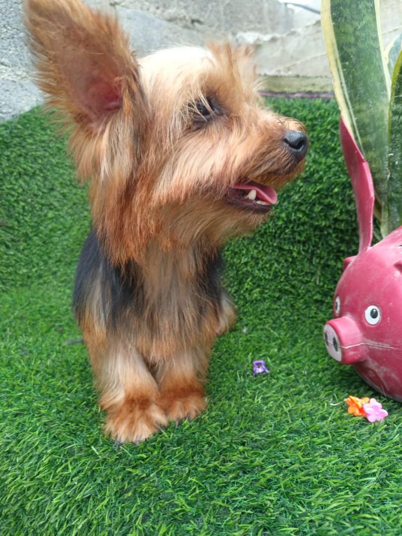 animales y mascotas - yorkies 3