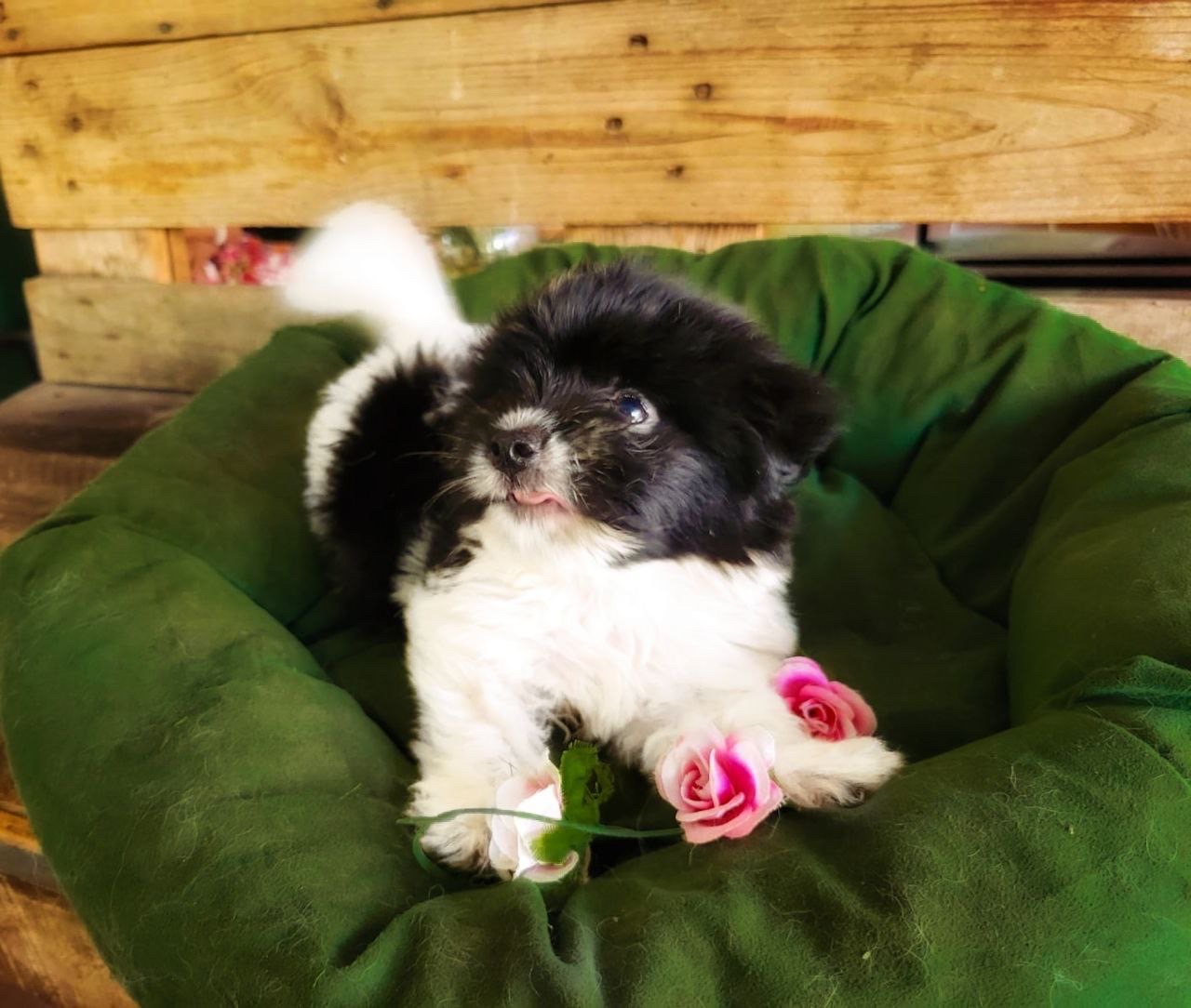 animales y mascotas - venta de shipoo