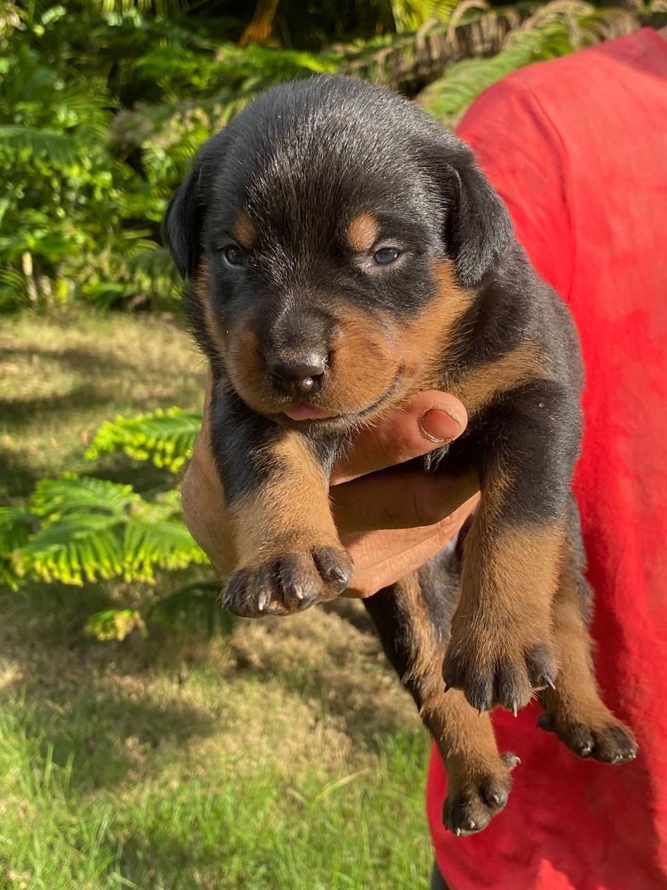 animales y mascotas - rottweiler 1