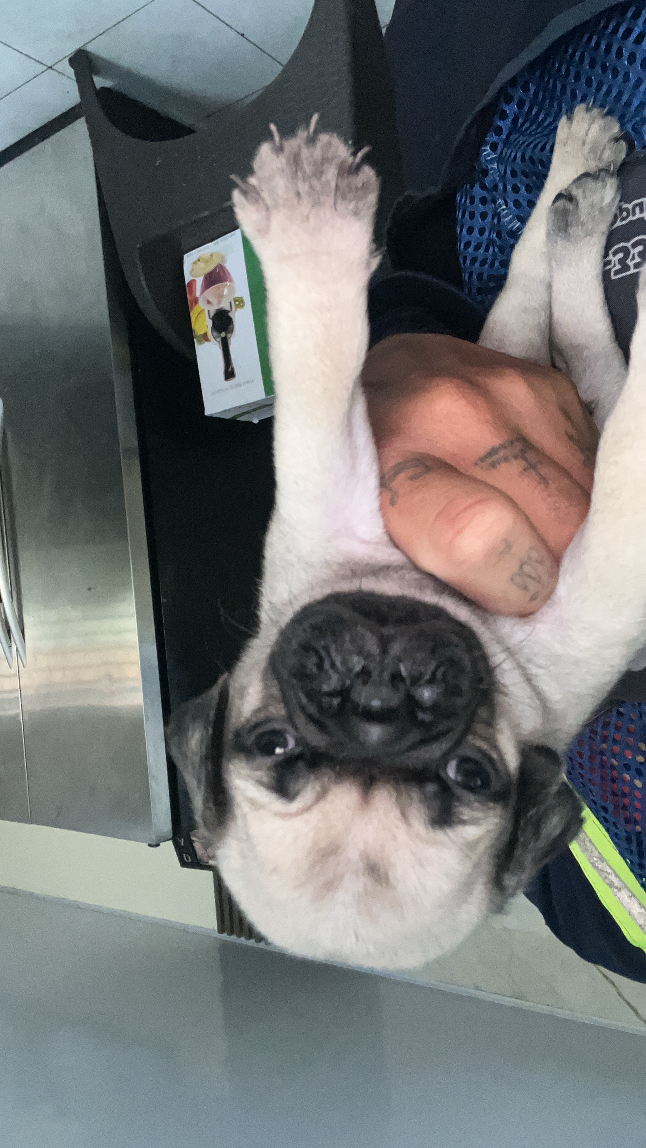 animales y mascotas - 🐾 ¡Hermosos Pug en Venta! 🐾 3