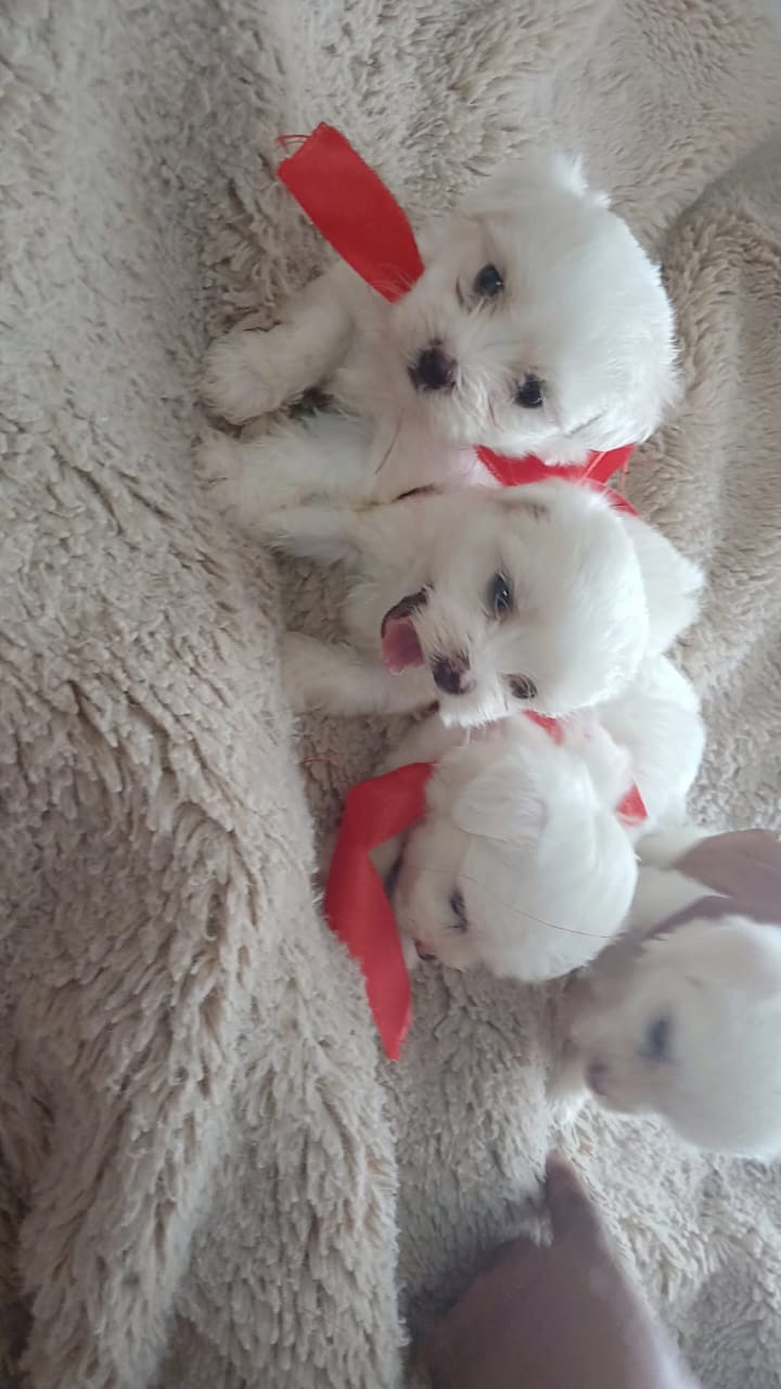 animales y mascotas - cachorros maltés ambos sexo disponible 