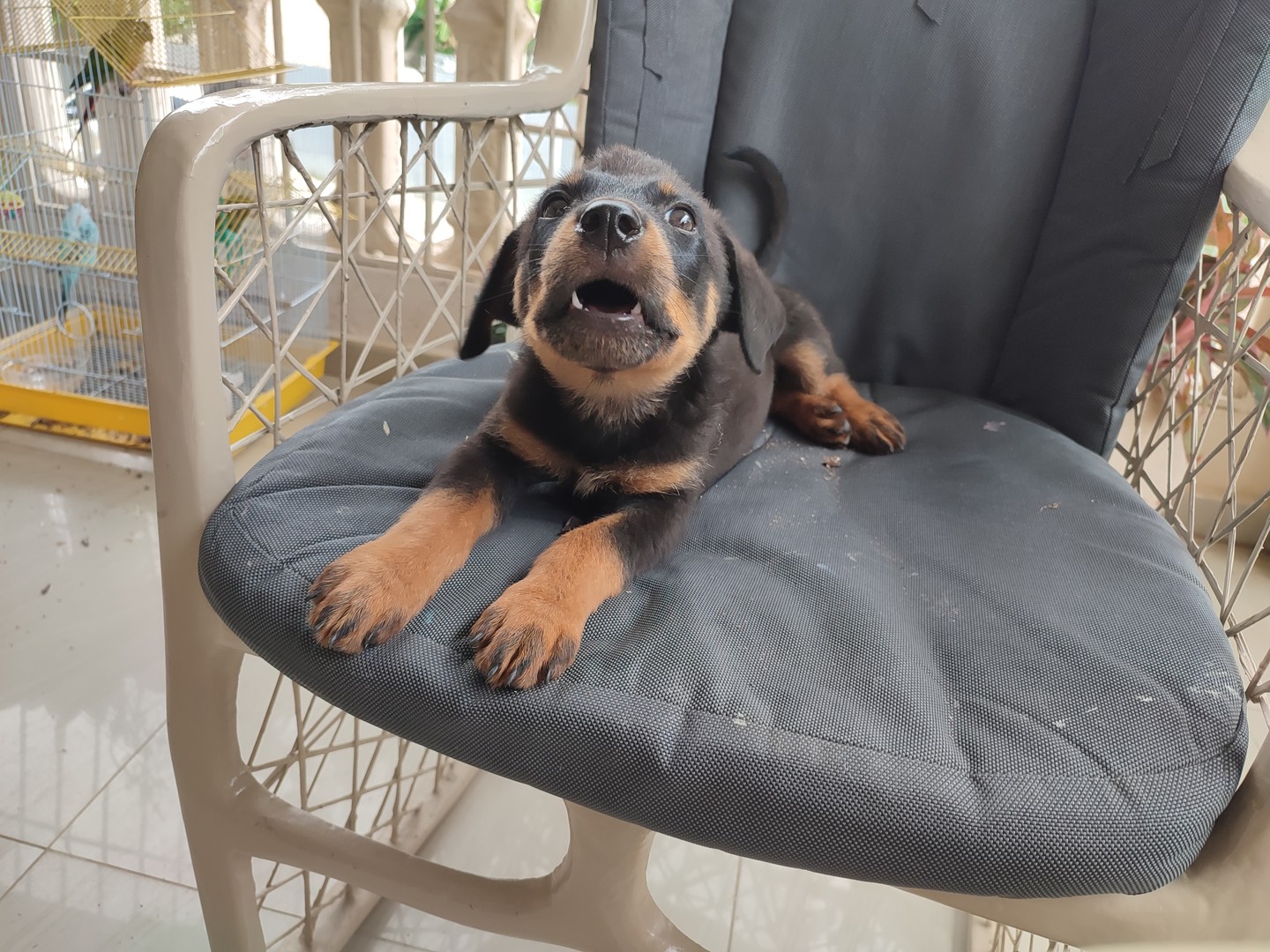 animales y mascotas - Cachorro Rottweiler  5