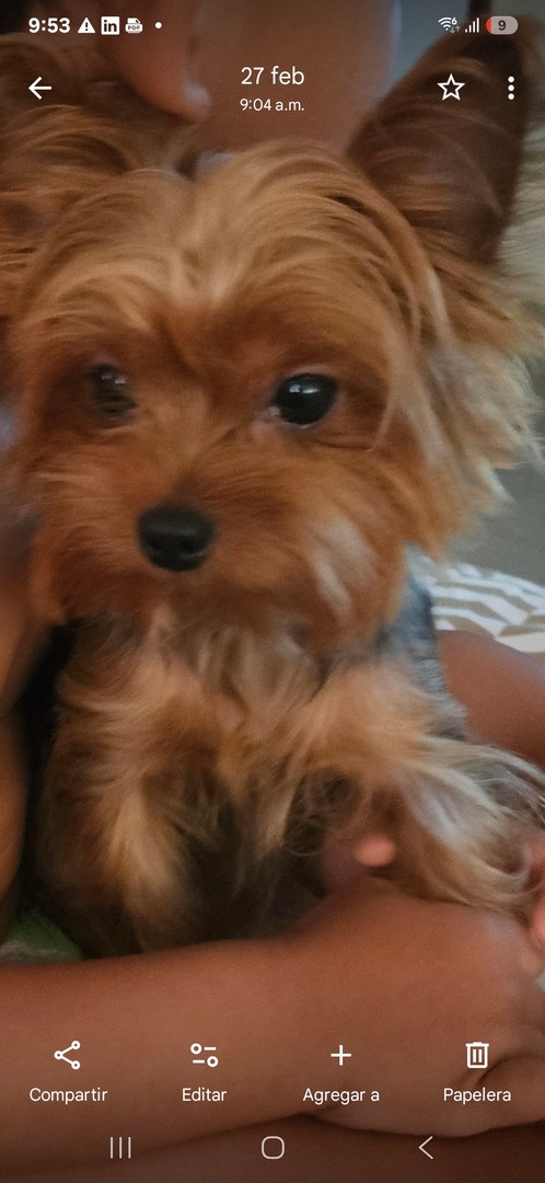 animales y mascotas - Cachorros yorkie 2