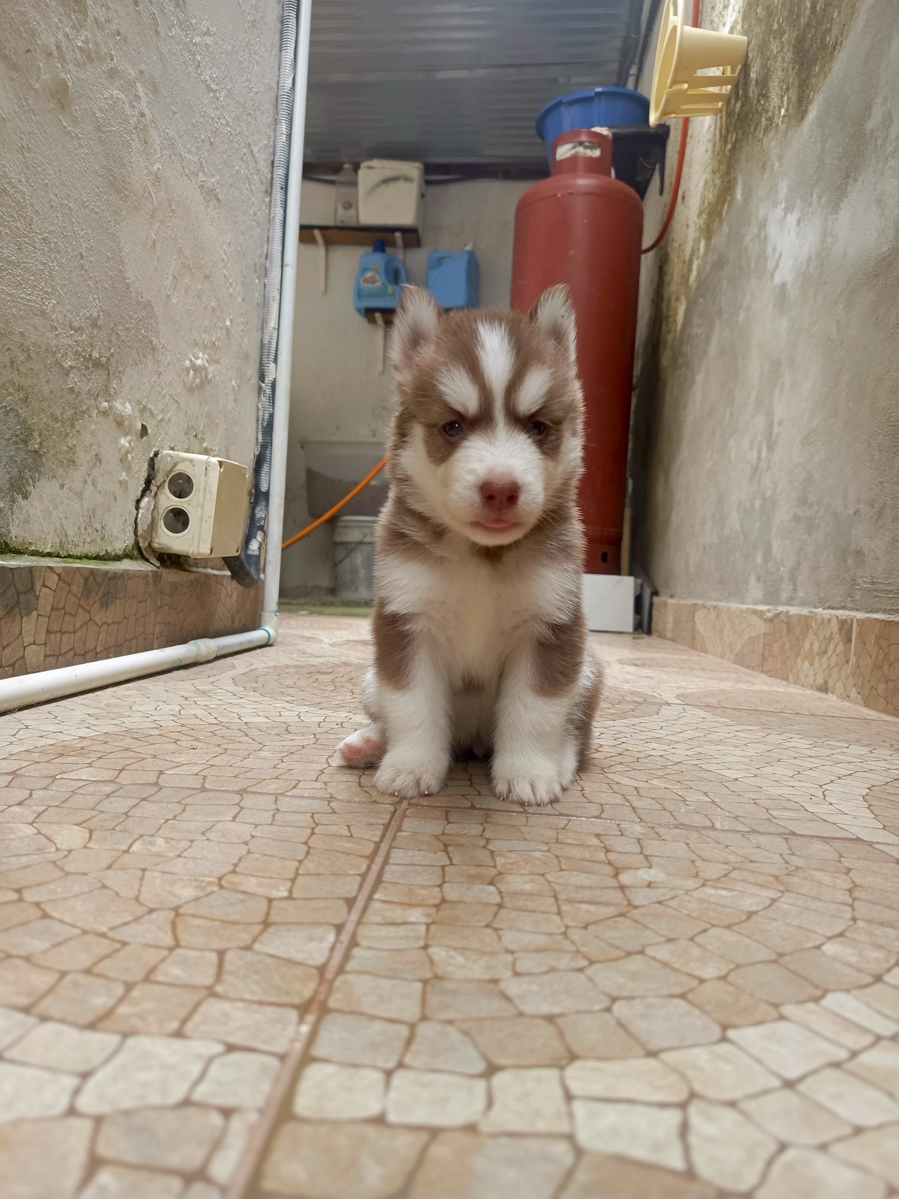 animales y mascotas - husky siberiano, oportunidad  7