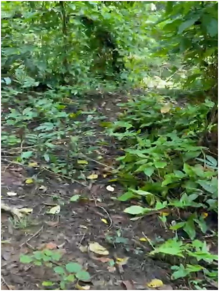 solares y terrenos -  Finca 180 tareas, CON RIO dentro en Luisa Blanca, MONTE PLATA, A 20 de la Circu