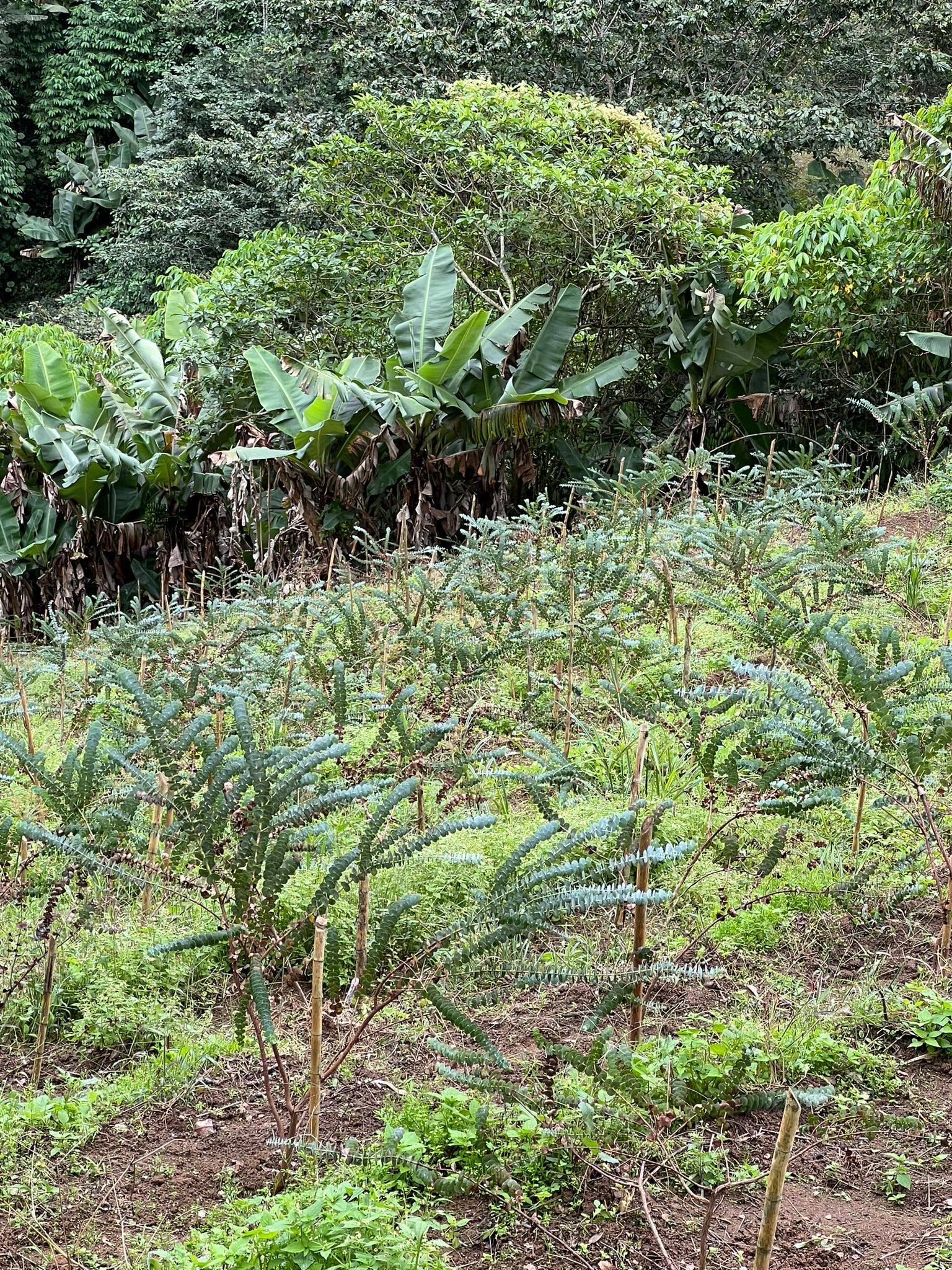 solares y terrenos - Finca en Constanza de 2795 tareas  6