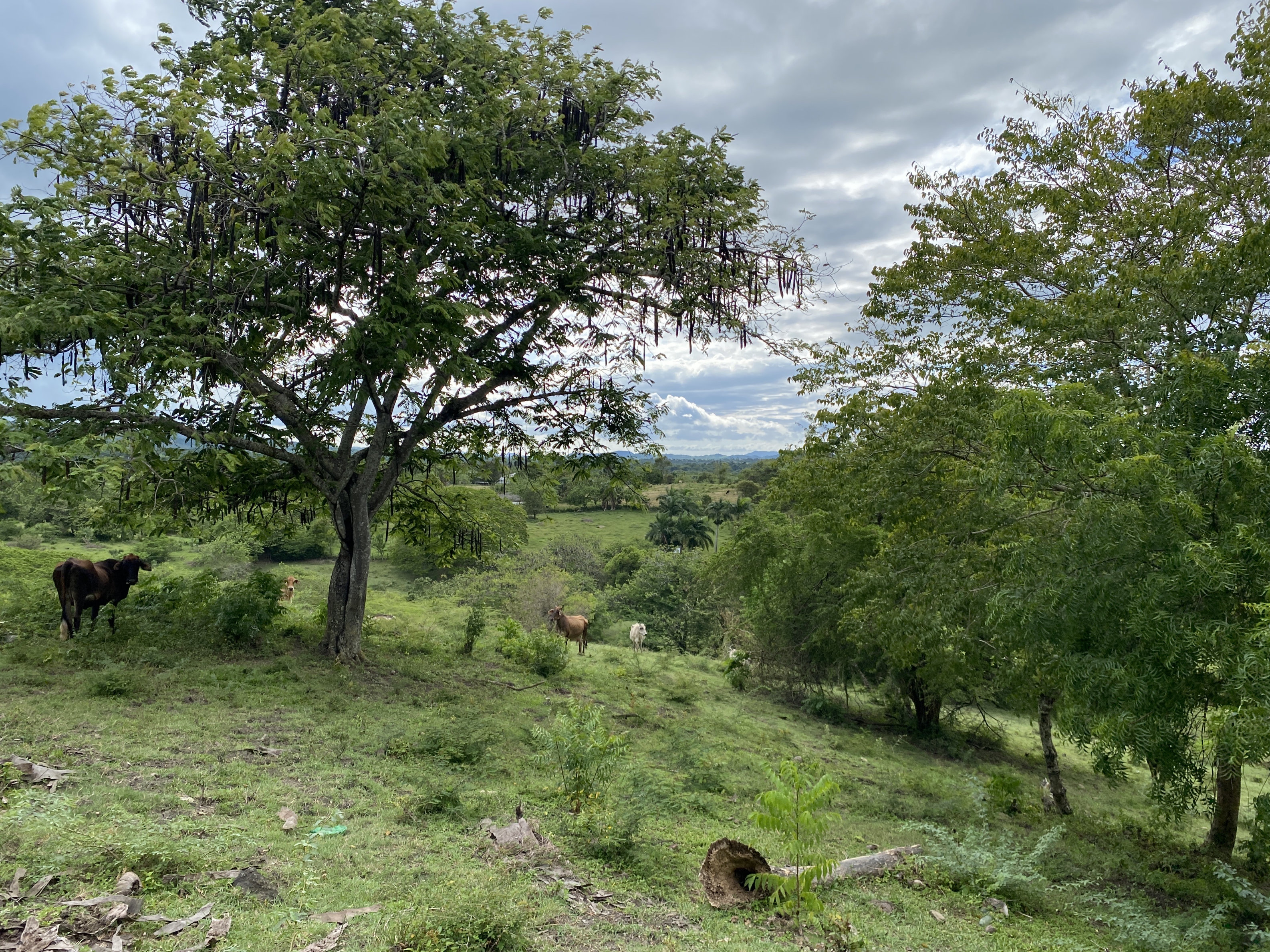 solares y terrenos - finca ganaderas en puerto plata  3