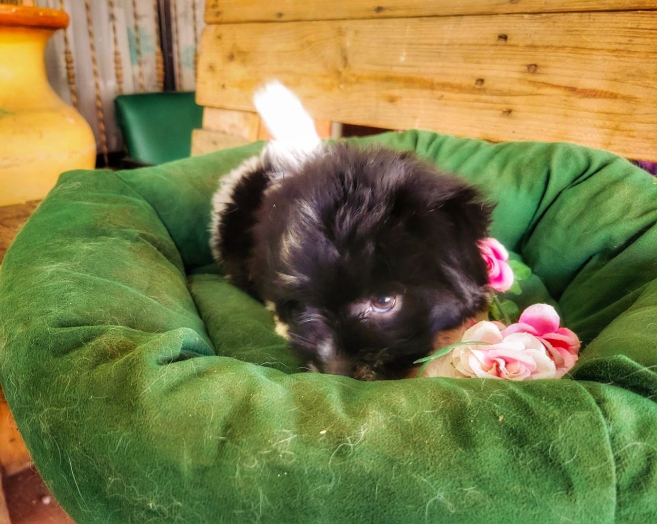 animales y mascotas - venta de shipoo 1