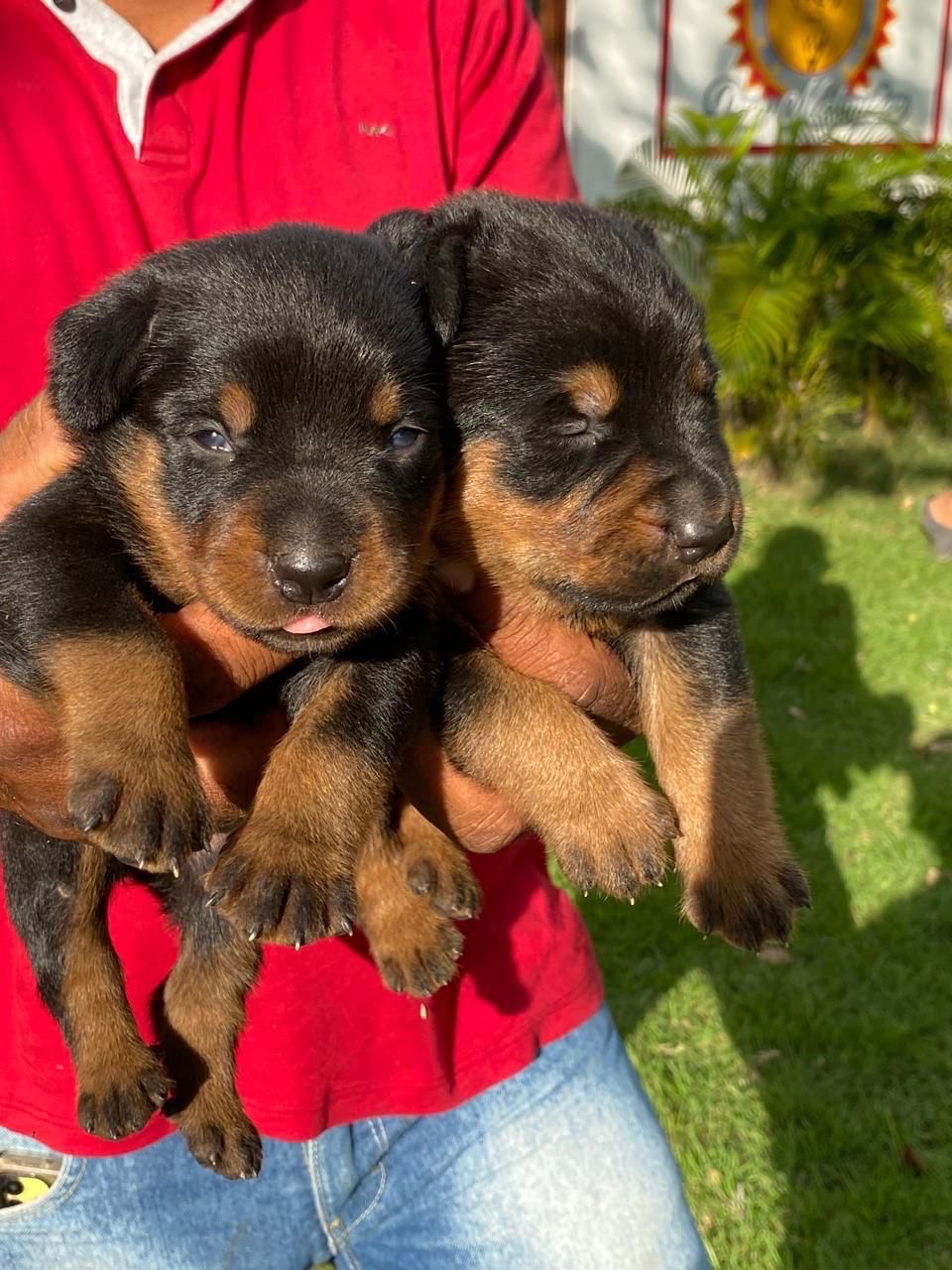 animales y mascotas - rottweiler 2