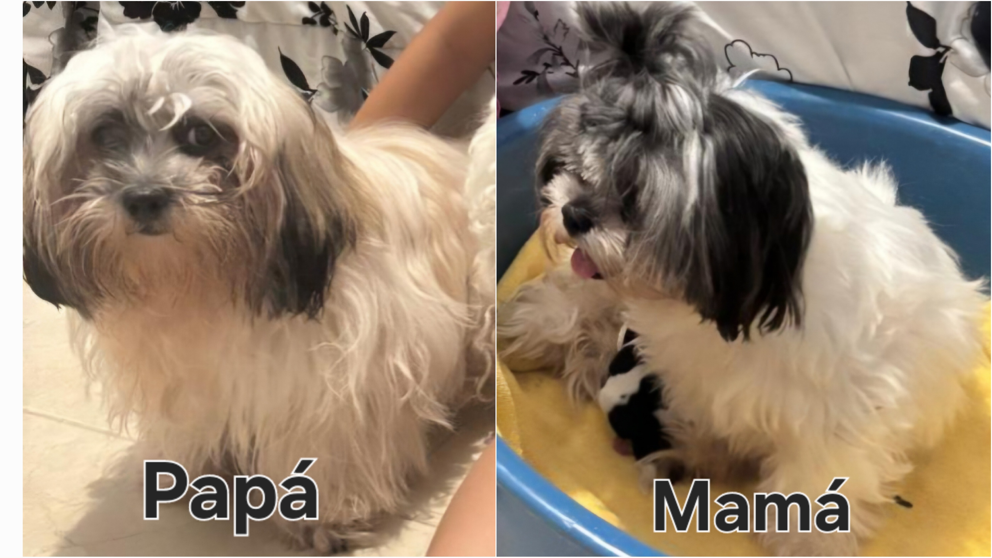animales y mascotas - Cachorro Shih Tzu 9