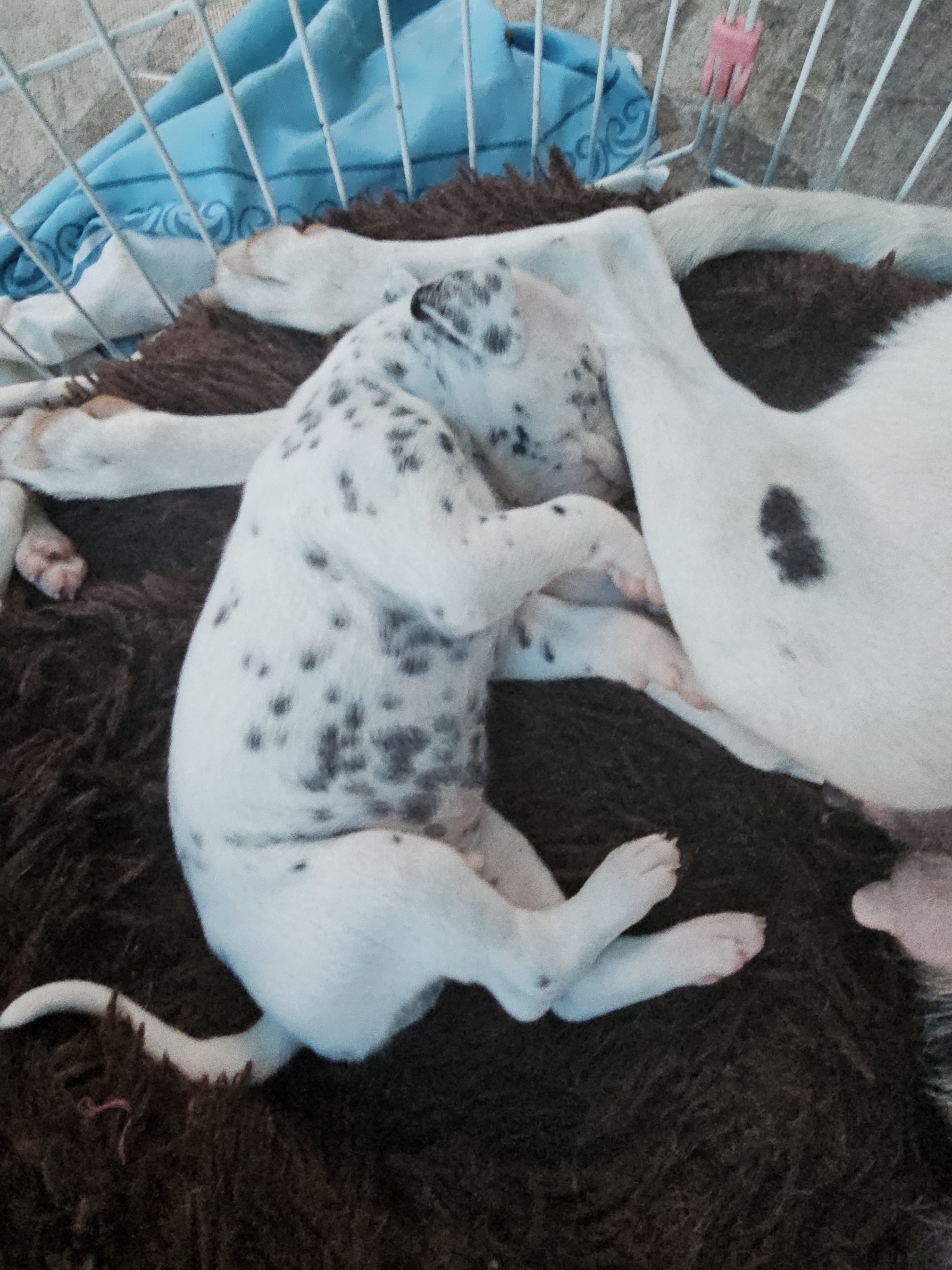animales y mascotas - Dalmata Cachorros 100% puros 2