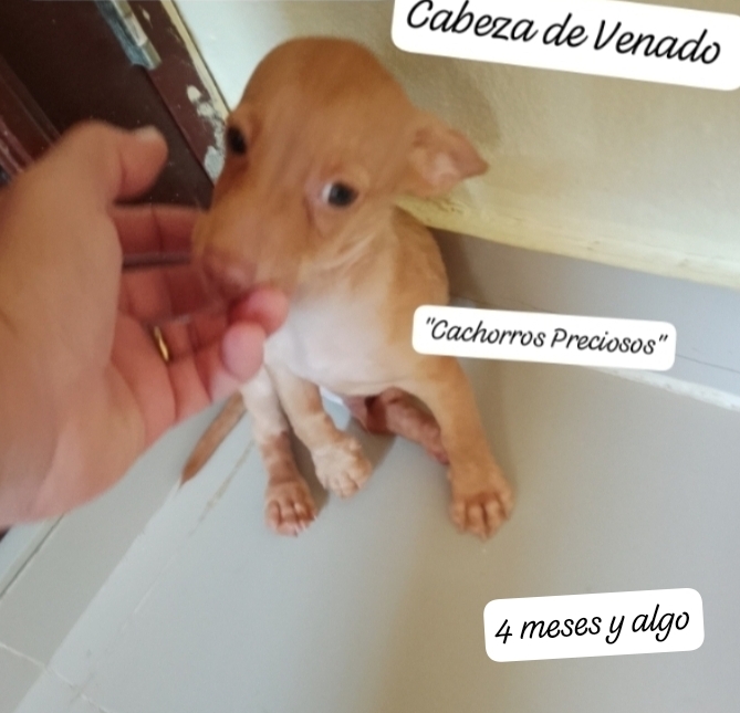 animales y mascotas - Chihuahua Cabeza de Venado Mini