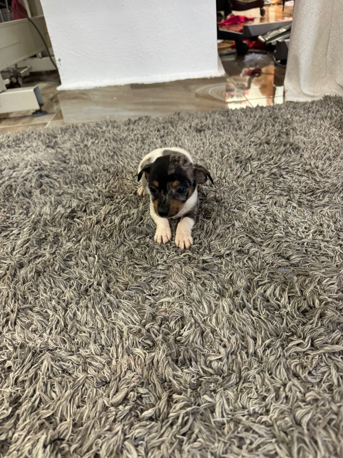 animales y mascotas - OFERTA CACHORRO CHIHUAHUA AMBOS SEXO MERLE SE ENTR 1