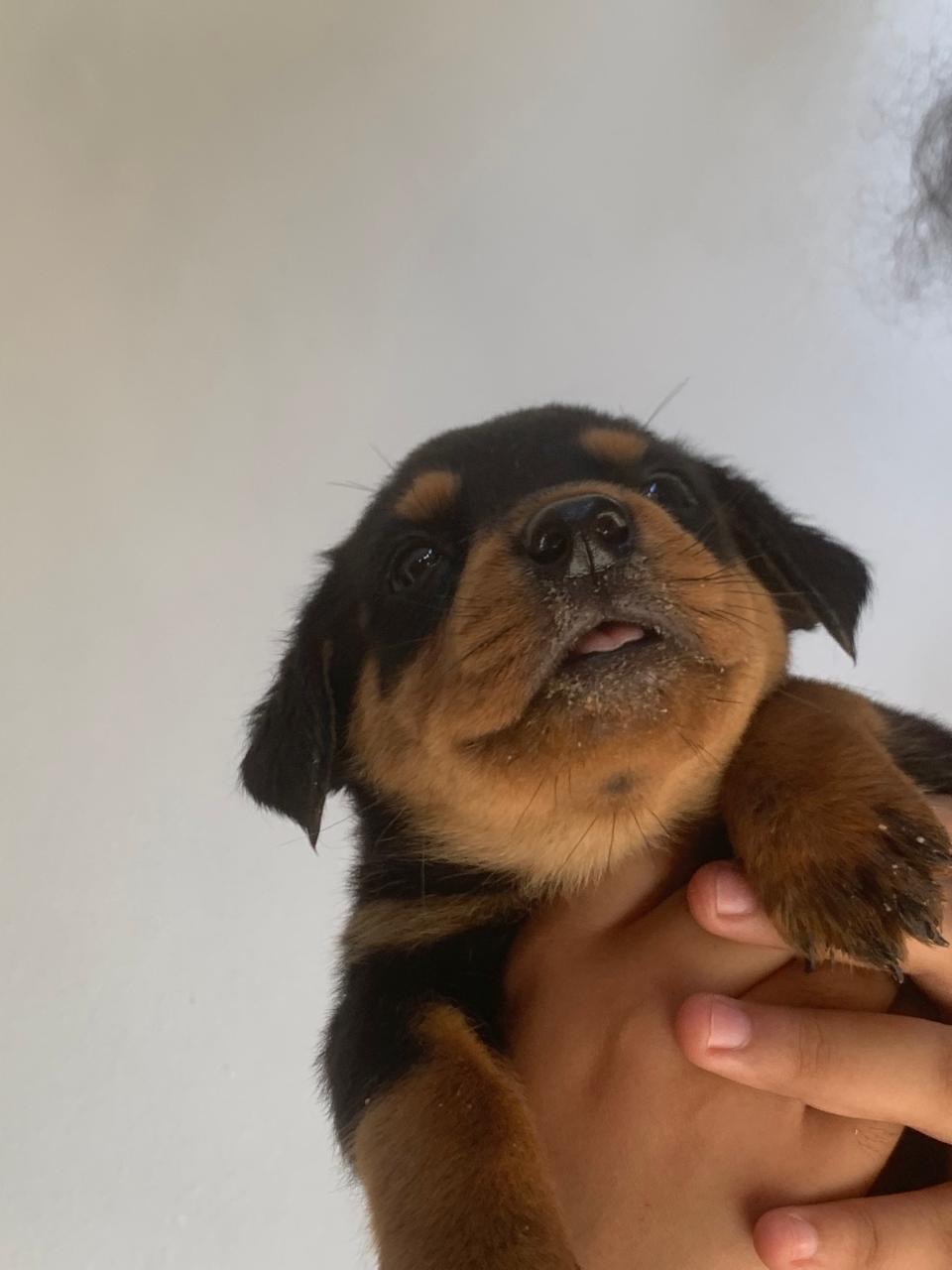 animales y mascotas - Rottweiler hembra  1