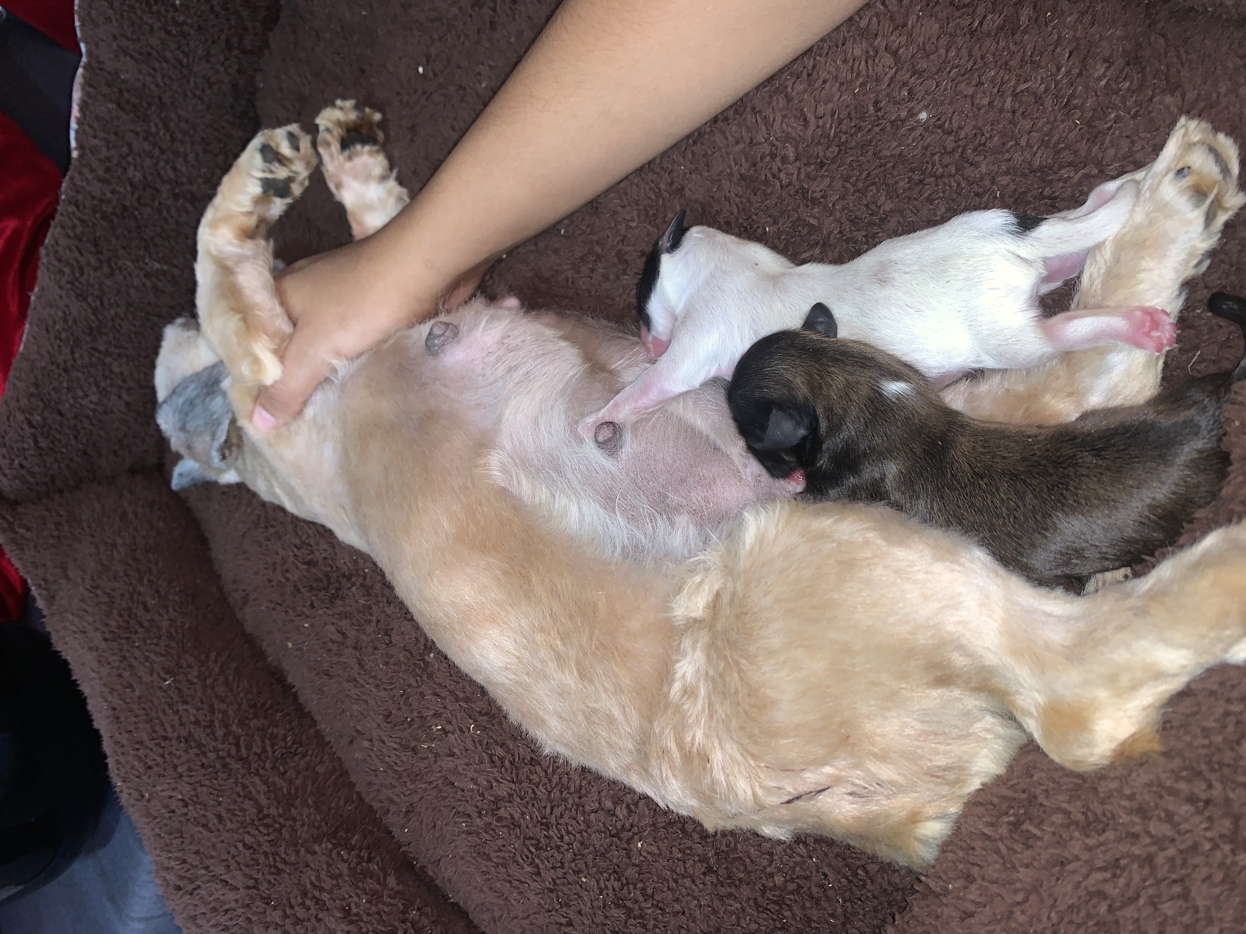 animales y mascotas - Se vende Shih Tzu. 2