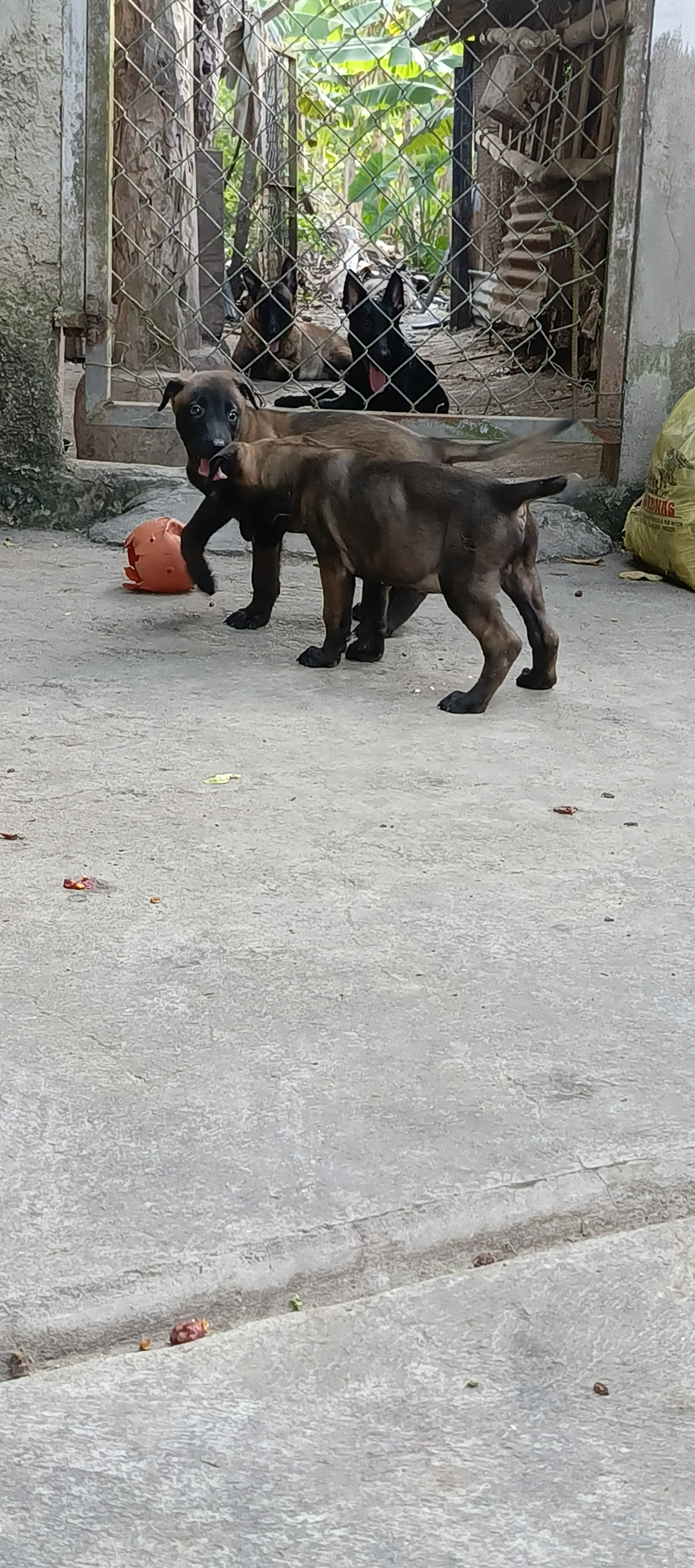 animales y mascotas - Pastor belga malinoa macho  2