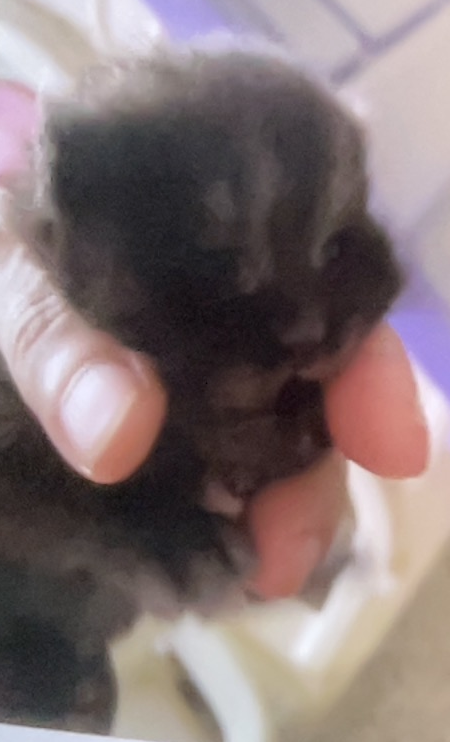 animales y mascotas - Gatita Persa Doll Face Negra 1