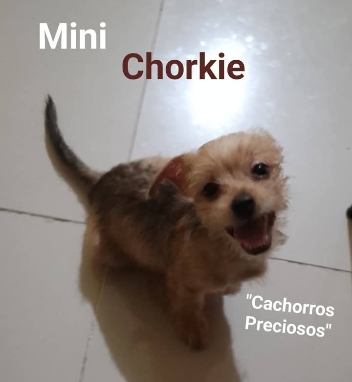 animales y mascotas - Chorkie Mini Mix de Chihuahua #1 con Yorkie Mini 1