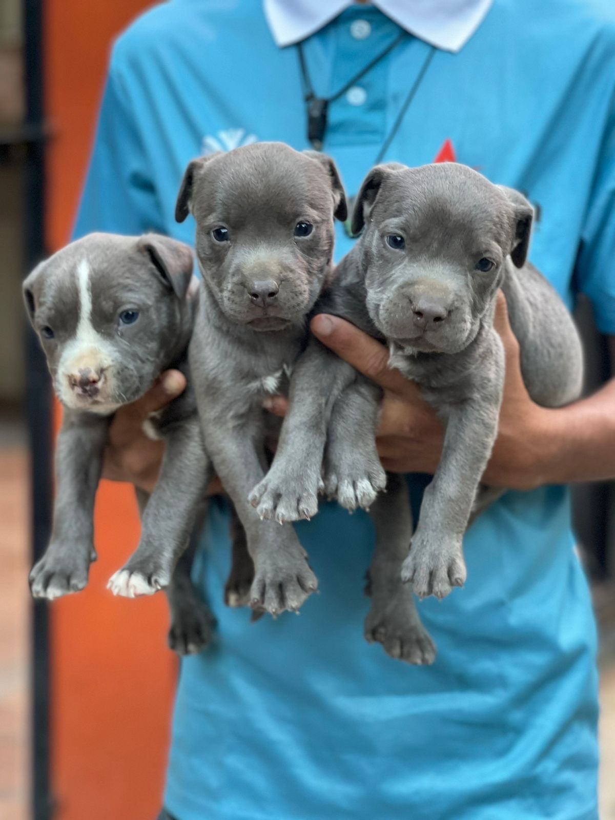 animales y mascotas - pitbull 2