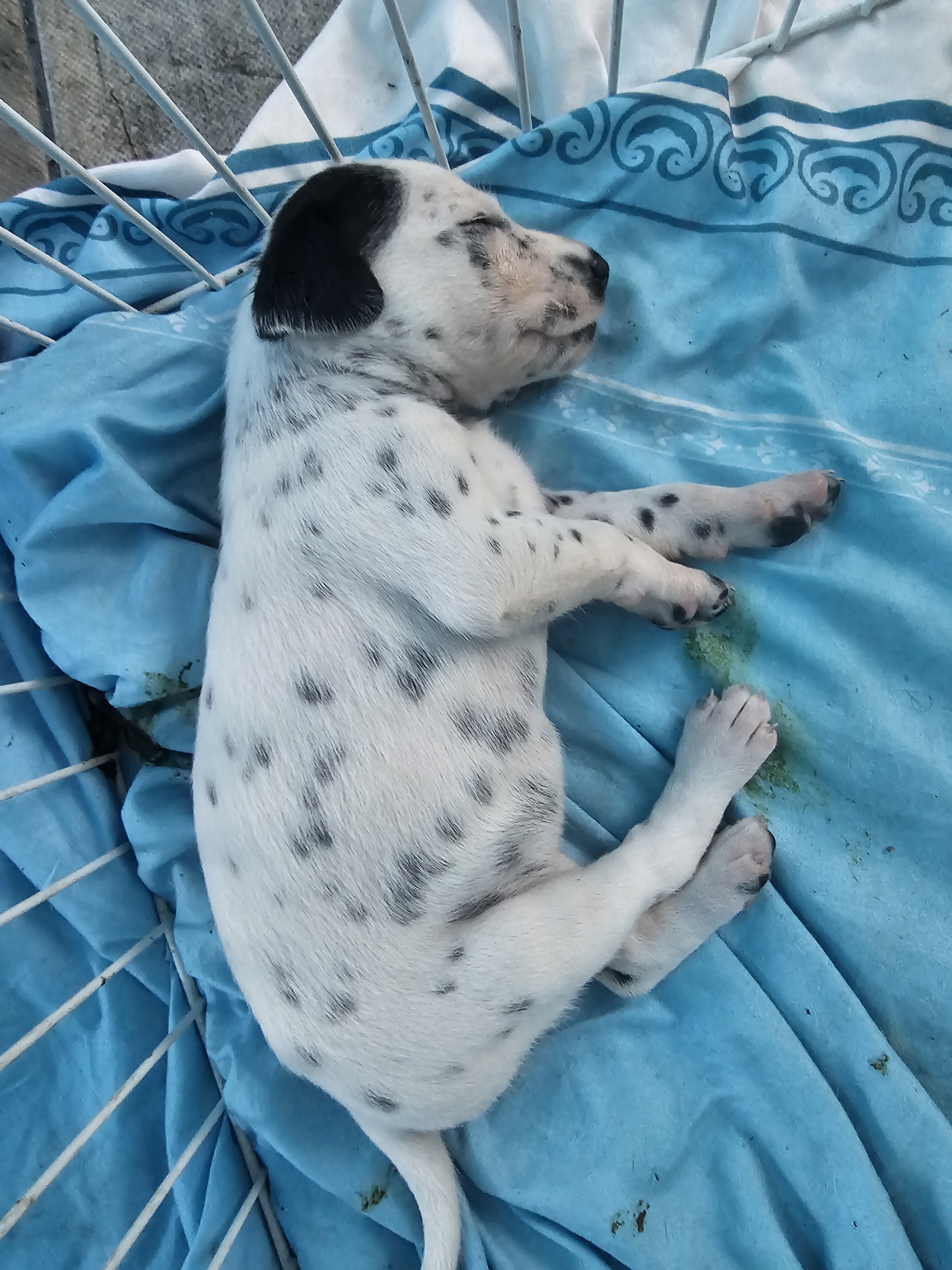 animales y mascotas - Dalmata Cachorros 100% puros 0